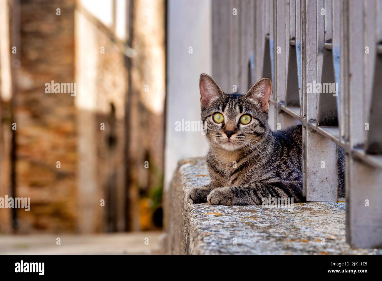 Strat chats dans les ruelles de Loreto Aprutino, Italie Banque D'Images