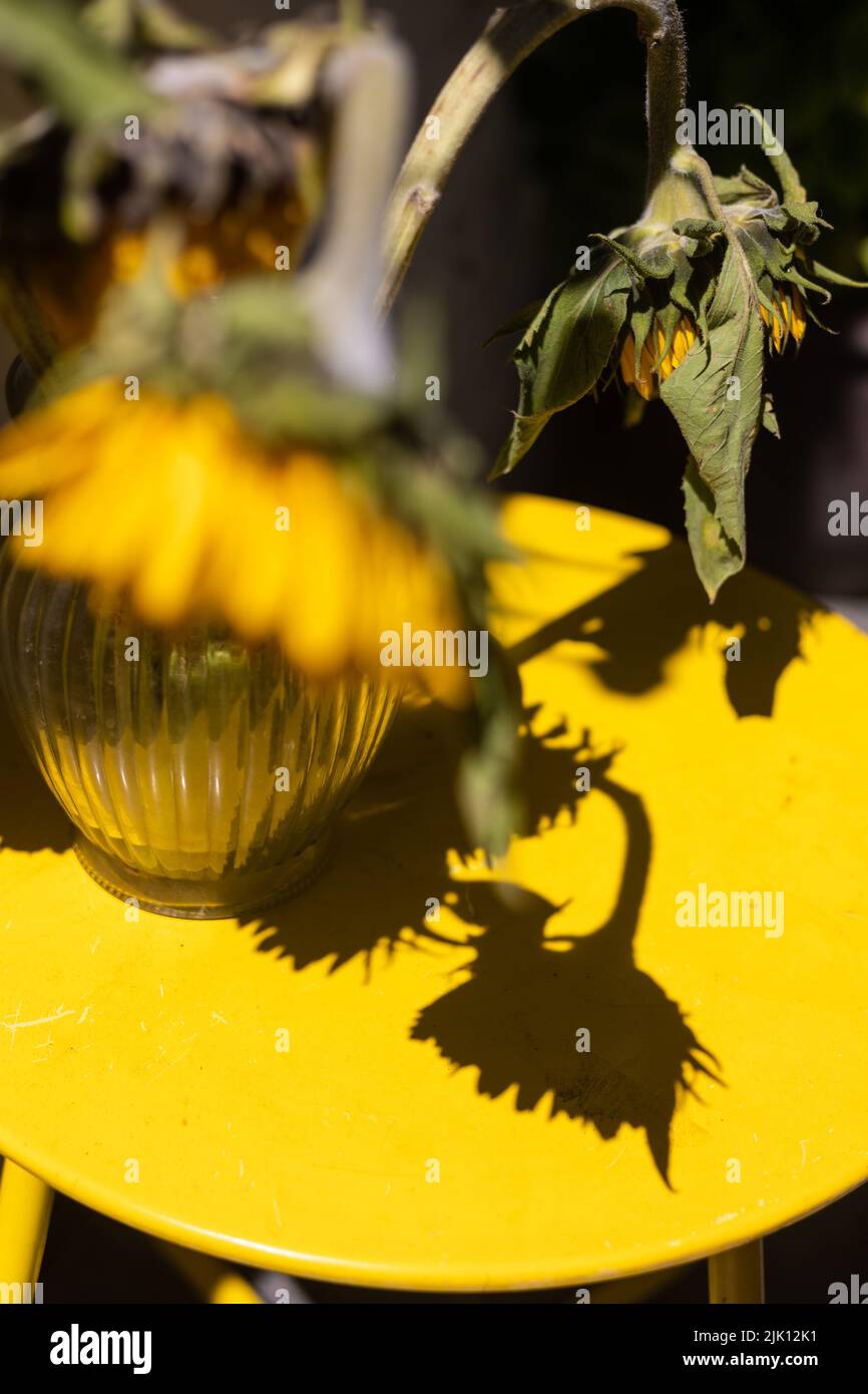 La mort des tournesols Banque D'Images