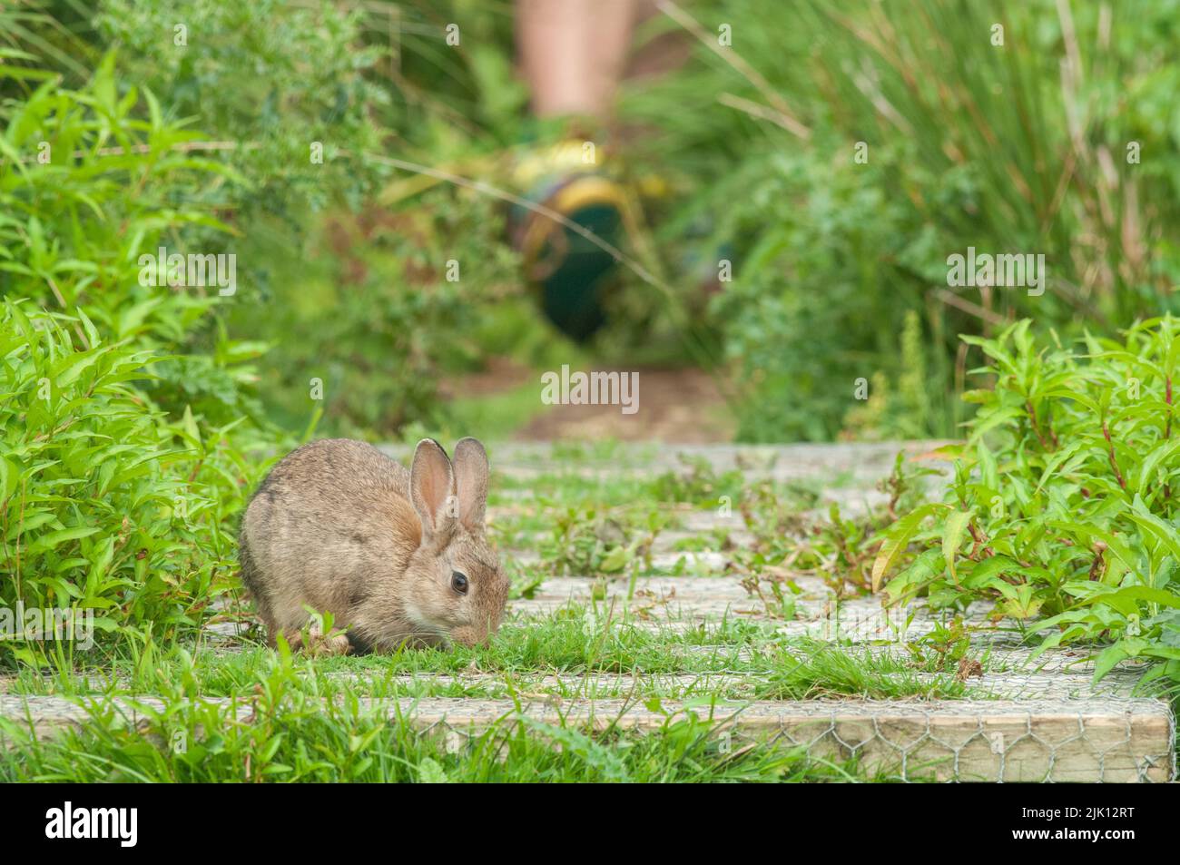 Lapin non originaire introduit sur l'île Skomer, au pays de Galles, au Royaume-Uni Banque D'Images