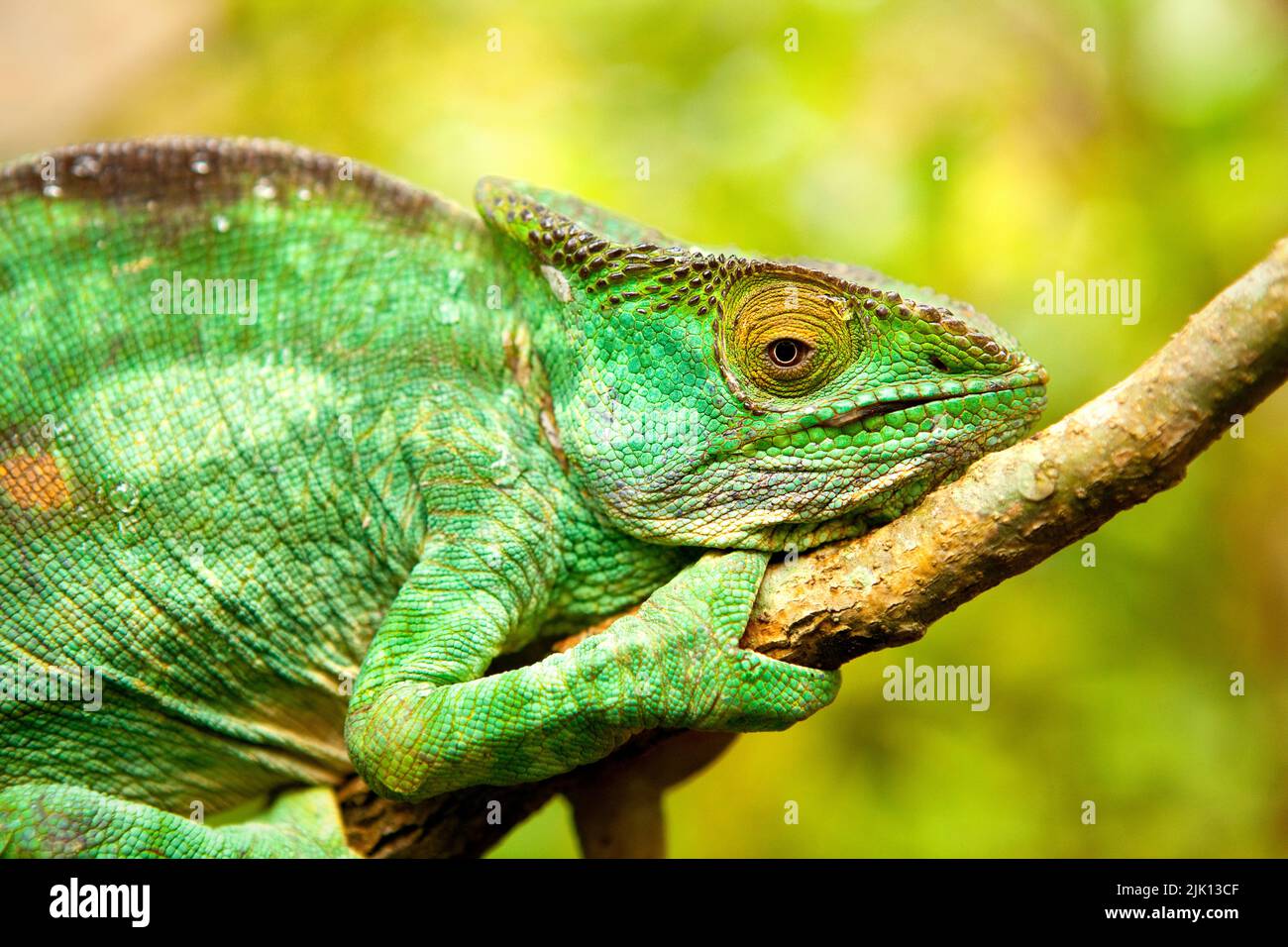 Chameleon de Parson, reptile féminin Panther Chameleon, réserve de Peyreras, Andasibe, Madagascar, Afrique Banque D'Images