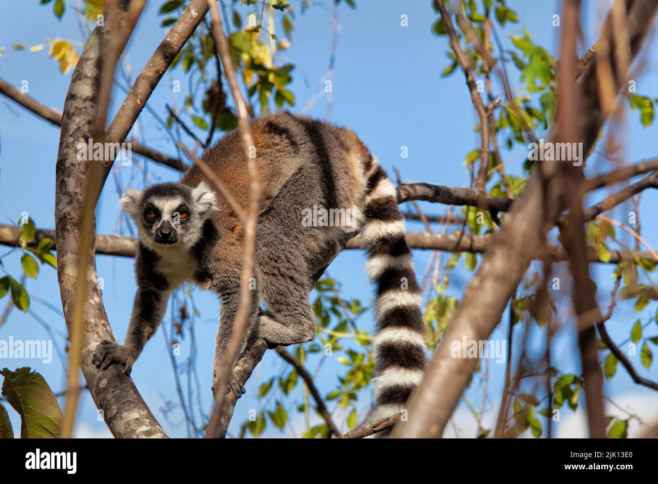 Lemur à queue circulaire, Parc national d'Isalo, Isalo, Madagascar, Afrique Banque D'Images