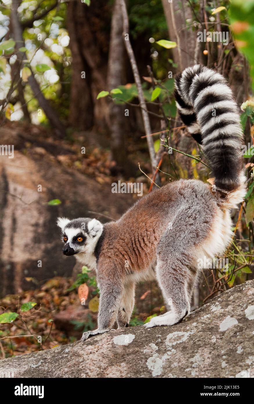 Lemur à queue circulaire, Parc national d'Isalo, Isalo, Madagascar, Afrique Banque D'Images