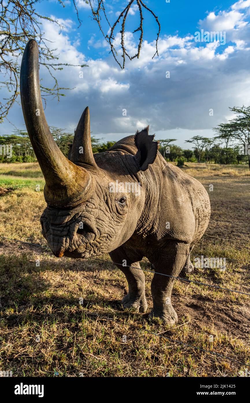 Rhinocéros noirs (rhinocéros à lèvres accrochantées) (Diceros bicornis), Oi Pejeta Natural Conservancy, Kenya Banque D'Images