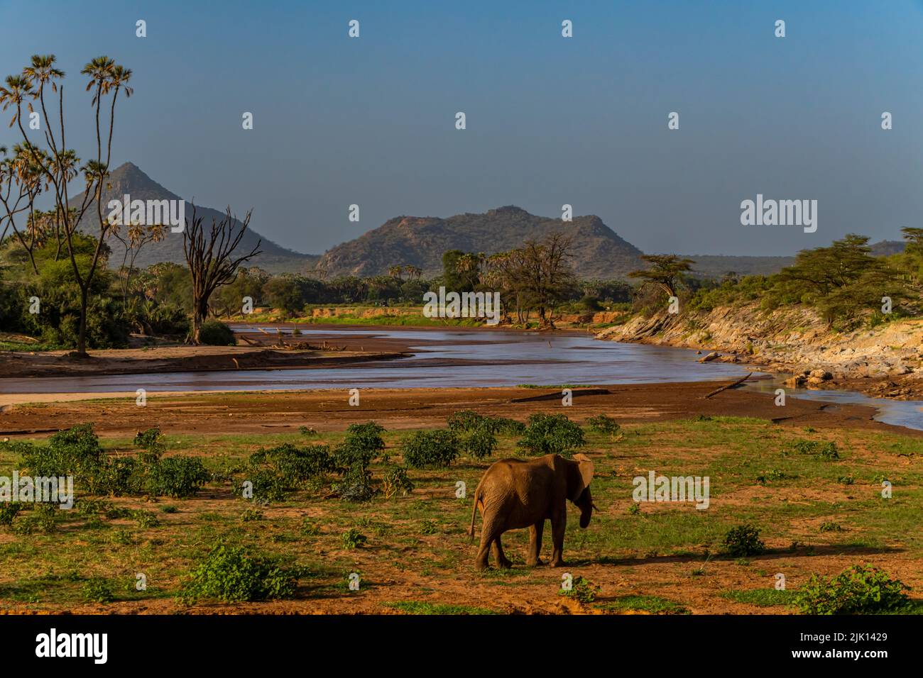l phant D Afrique Sur La Rivi re Ewaso Ng iro Qui Coule Entre La l-phant-d-afrique-sur-la-rivi-re-ewaso-ng-iro-qui-coule-entre-la