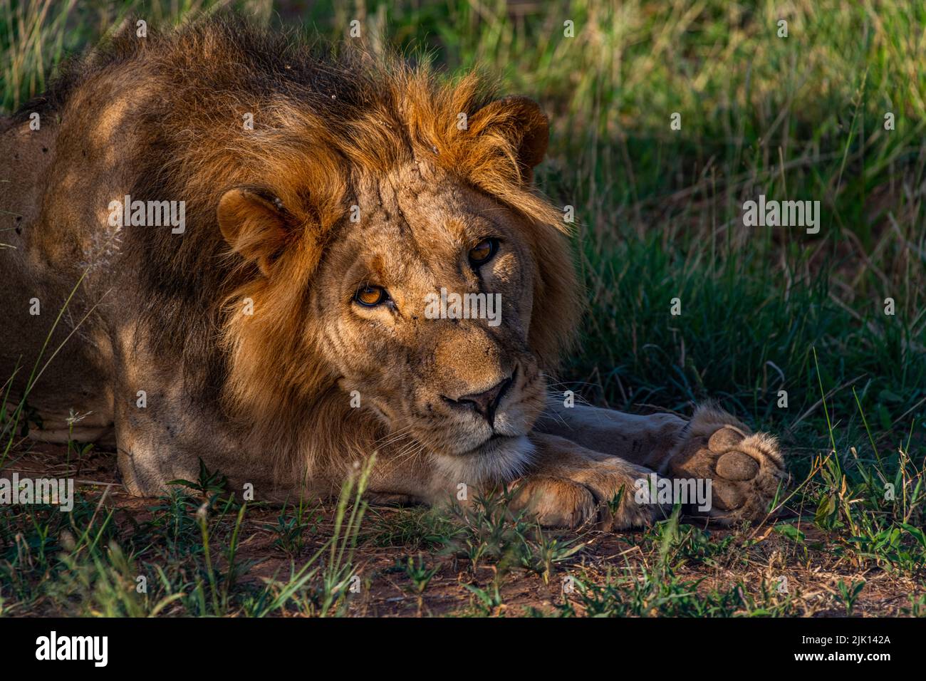 Lion (Panthera leo), réserve nationale de Buffalo Springs, parc national de Samburu, Kenya Banque D'Images