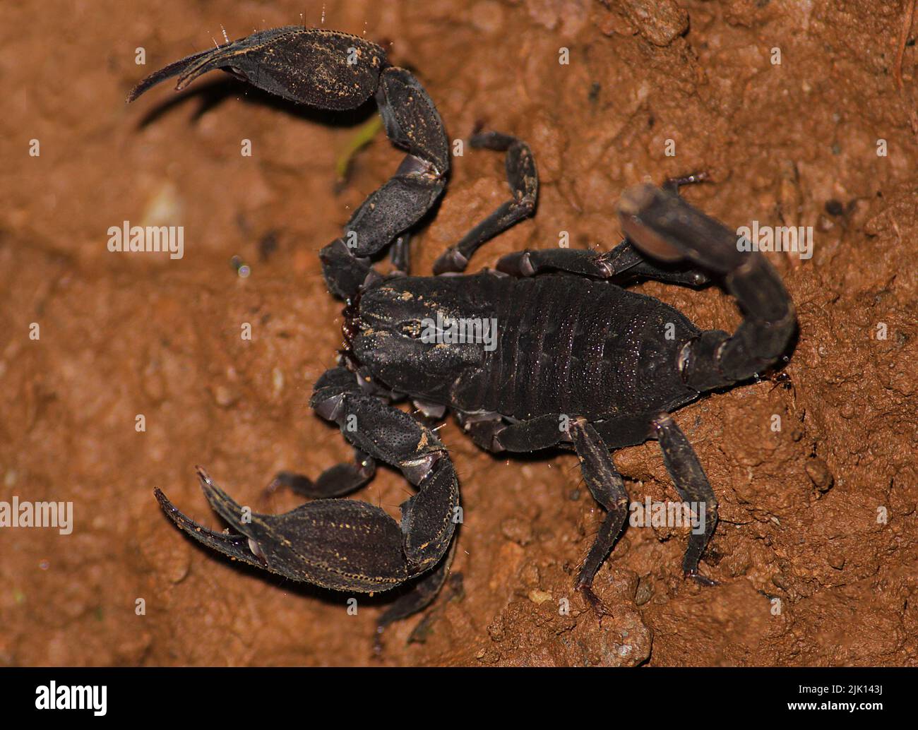 Un Scorpion (Scorpiops sp.) trouvé à côté du sentier forestier. Banque D'Images