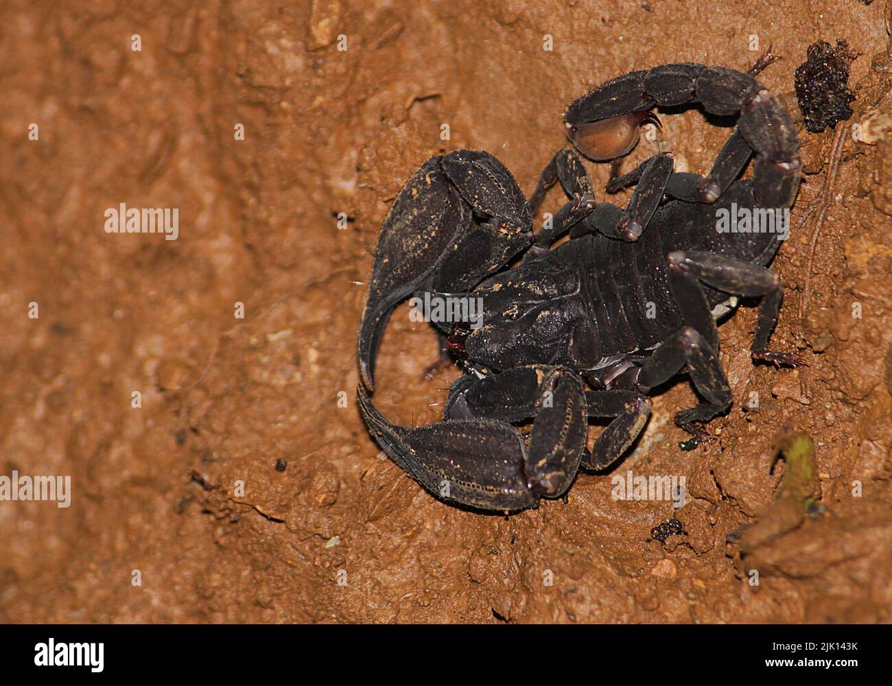 Un Scorpion (Scorpiops sp.) trouvé à côté du sentier forestier. Banque D'Images