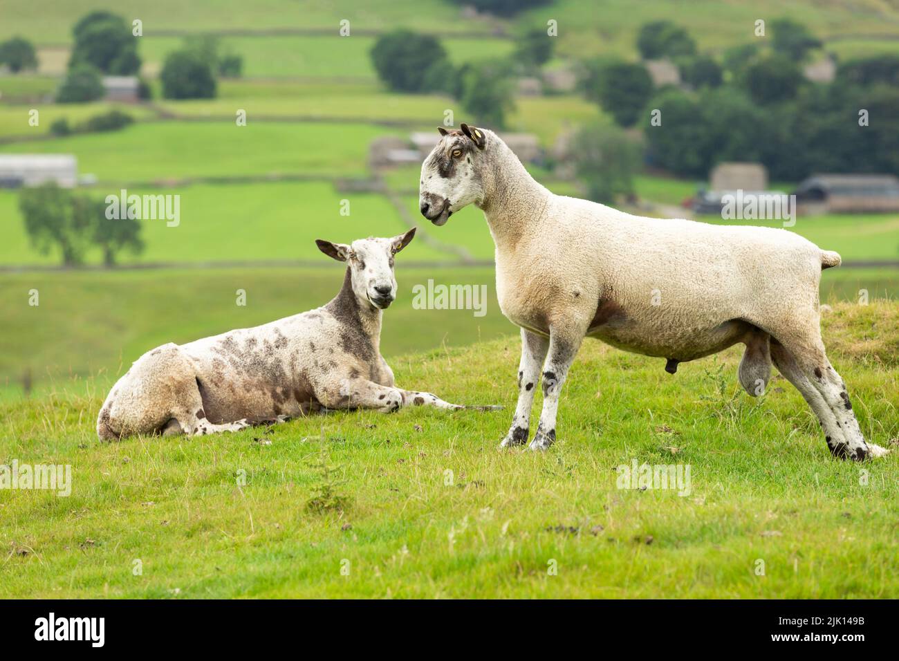 Foyer sélectif d'un Blue face debout Leicester RAM, mouton mâle, face à gauche dans le pré d'été. Une autre RAM en arrière-plan est en train de regarder Banque D'Images