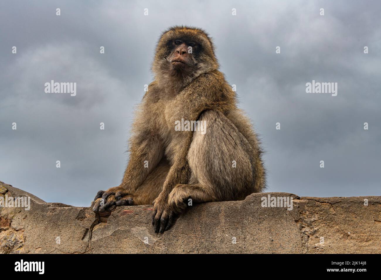 Macaque de Barbarie, Gibraltar, territoire britannique d'outre-mer, Europe Banque D'Images