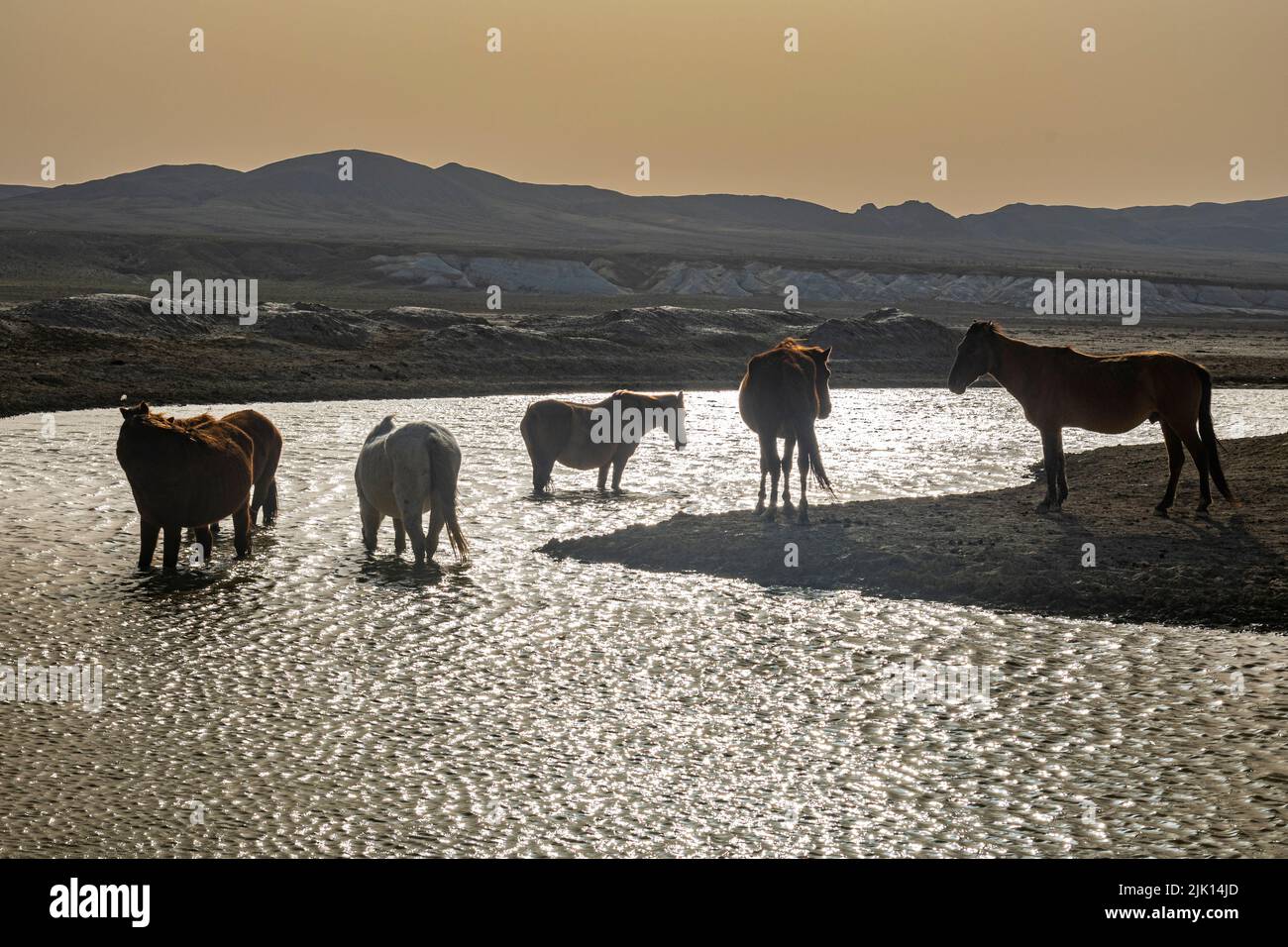 Chevaux sauvages en contre-jour dans un petit étang, Kyzylkup, Mangystau, Kazakhstan, Asie centrale, Asie Banque D'Images