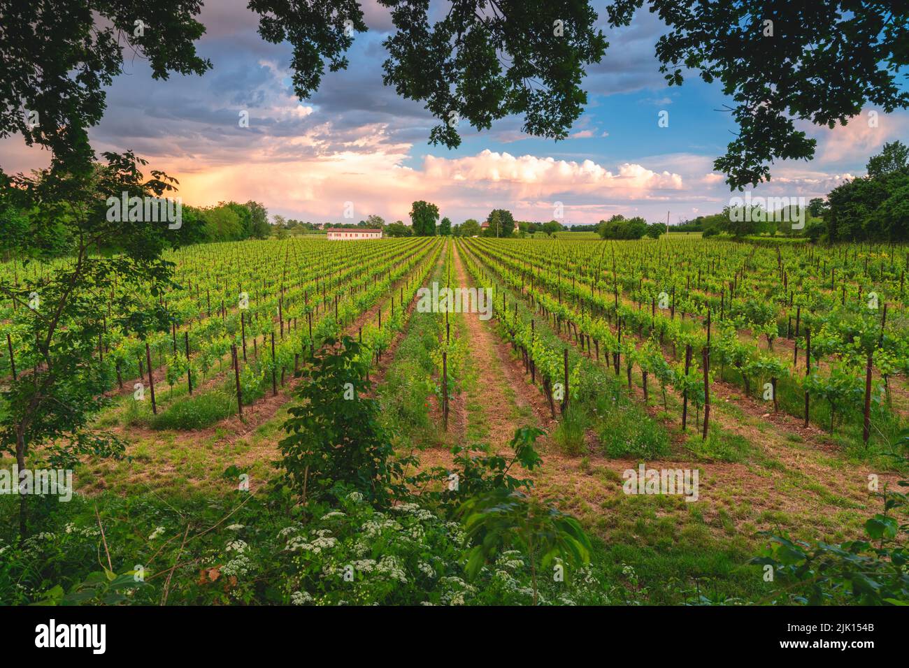 Vignobles en Franciacorta, province de Brescia, région Lombardie, Italie, Europe Banque D'Images