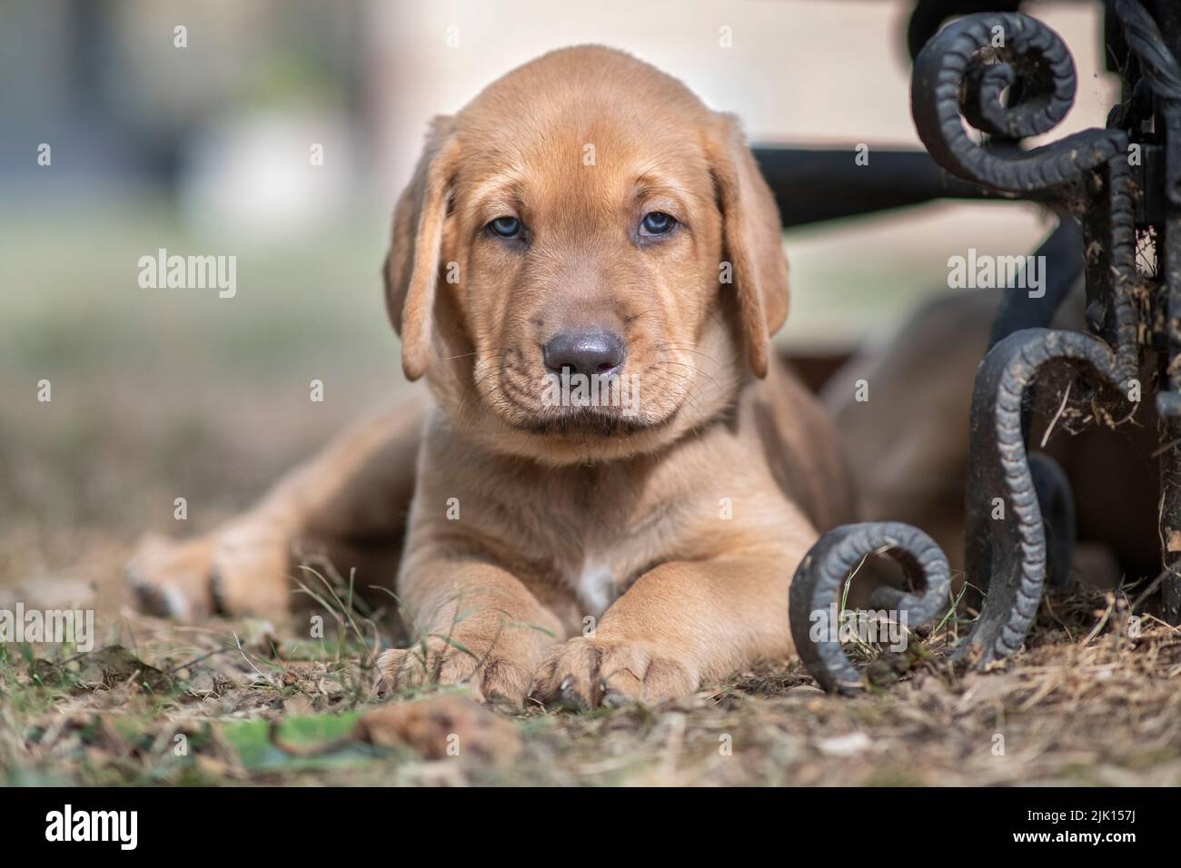 Chien Broholmer brun race chiot couché sur le sol et regardant dans l'appareil photo, Italie, Europe Banque D'Images