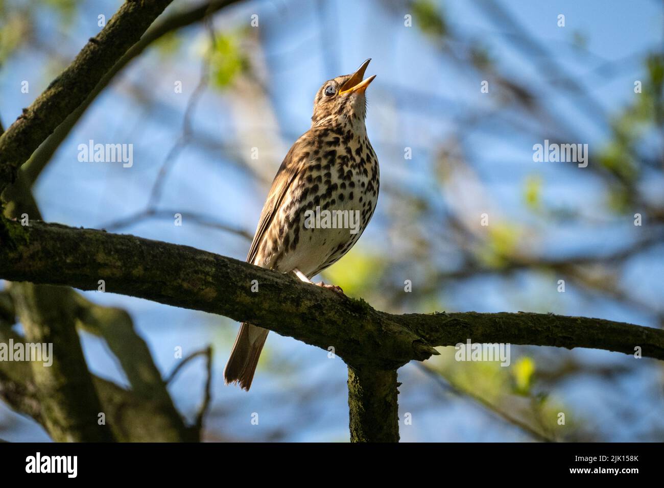 Song Thrush (Turdus philomelos), Cheshire, Angleterre, Royaume-Uni, Europe Banque D'Images