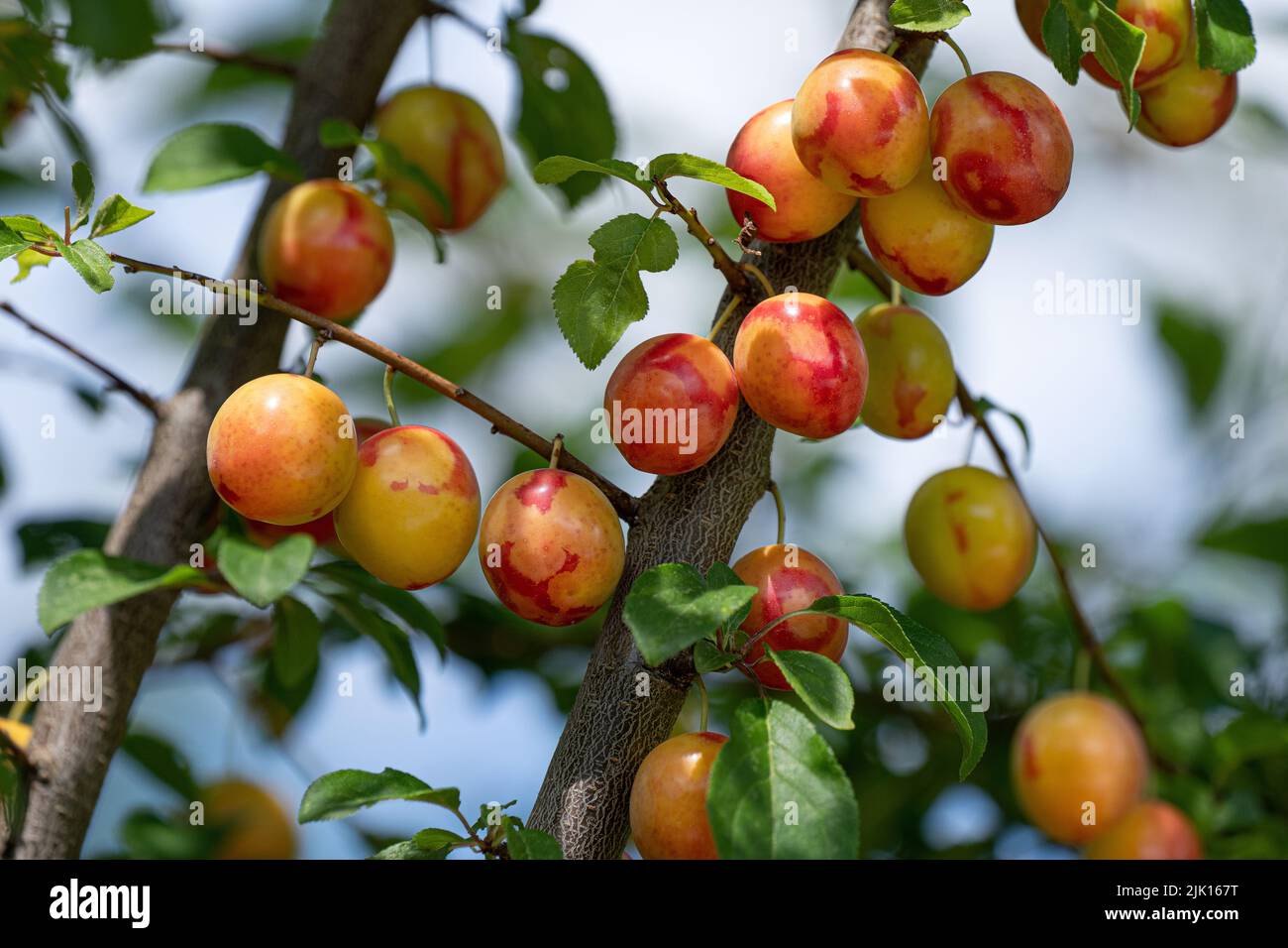 Prunes mirabelle à motifs rouges jaunes en gros plan sur un arbre Banque D'Images