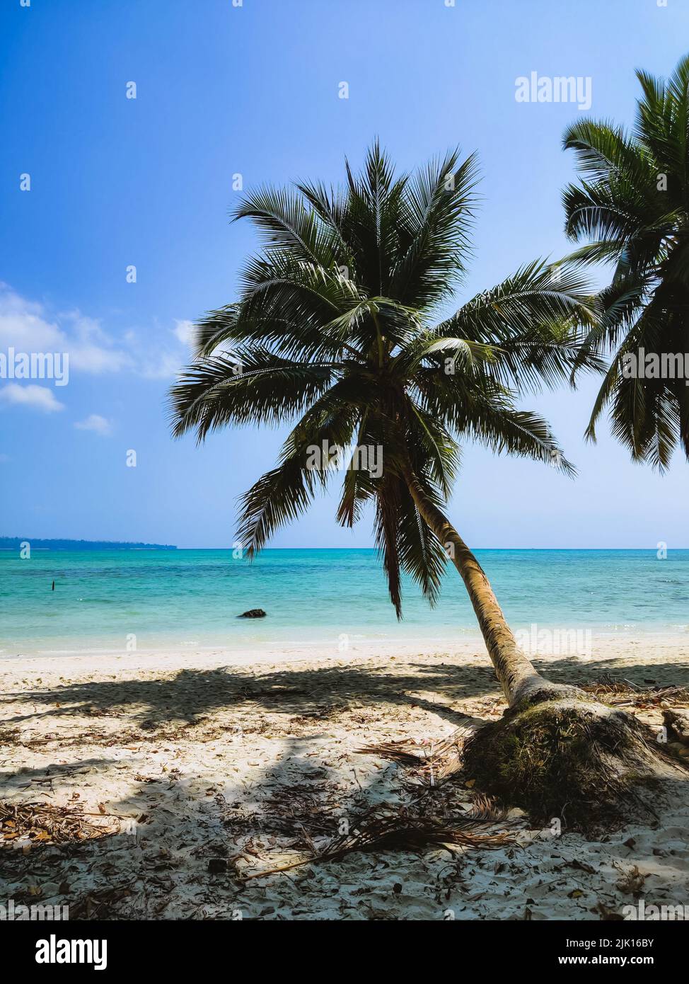 Une photo verticale de magnifiques palmiers sur la plage Banque D'Images