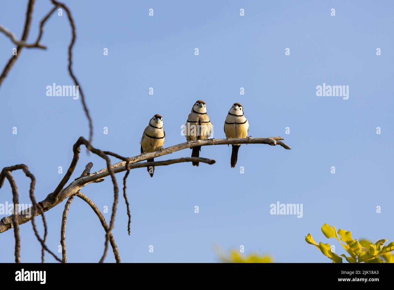 La famille de finch à double barré profite du soleil à Kununurra, en Australie occidentale Banque D'Images