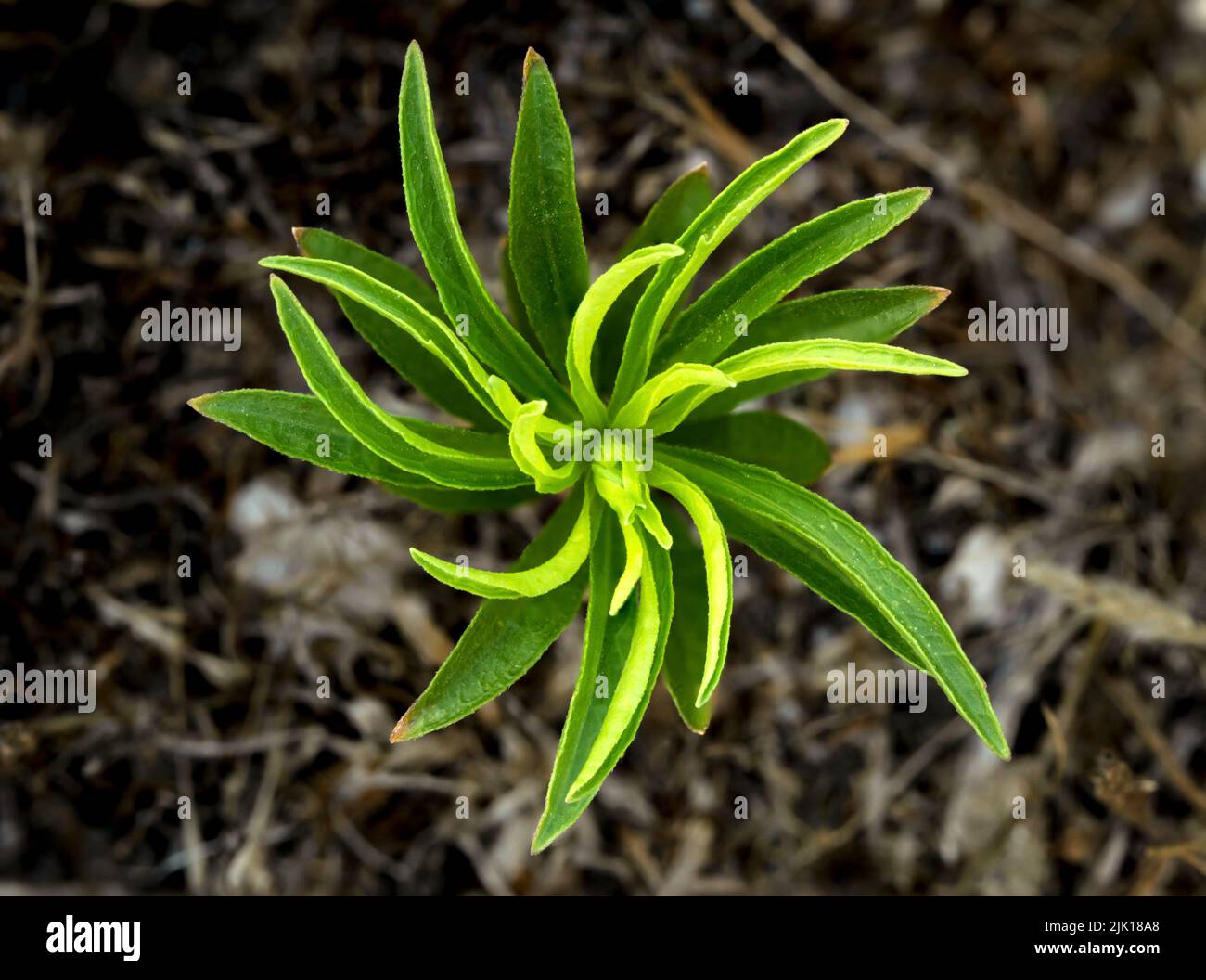 Vue de dessus photo macro d'une plante verte qui pousse sur le sol. Concept abstrait de la nature. Banque D'Images