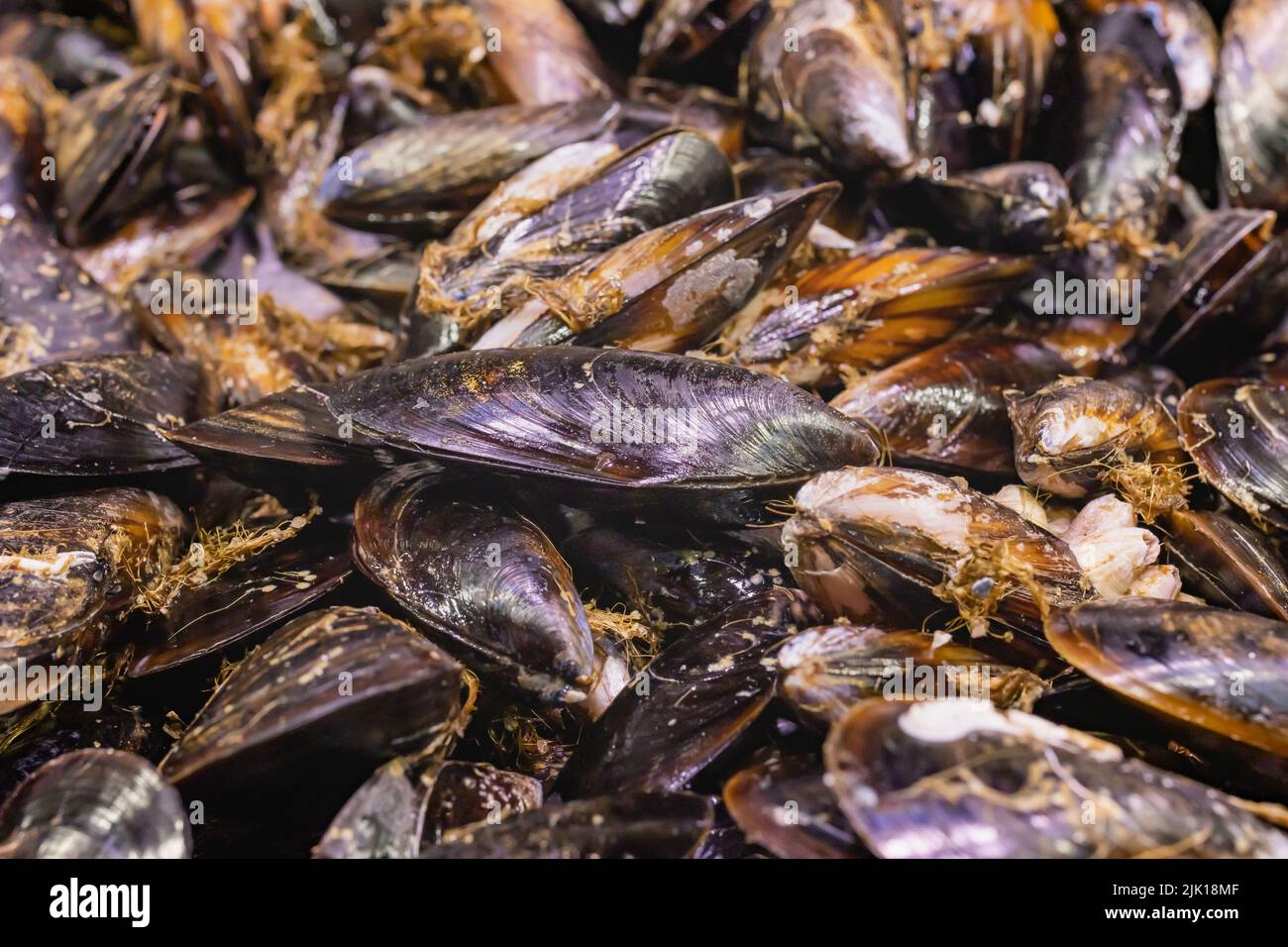 Moules fraîches dans un marché de Vigo (Espagne). Banque D'Images