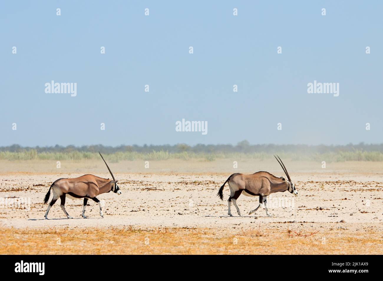 Antilopes de Gemsbok (Oryx gazella) marchant sur le pan d'Etosha, parc national d'Etosha, Namibie Banque D'Images