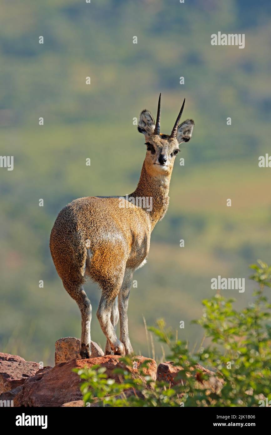 Antilope de Klipspringer (Oreotragus oreotragus) debout sur un rocher, parc national de Marakele, Afrique du Sud Banque D'Images