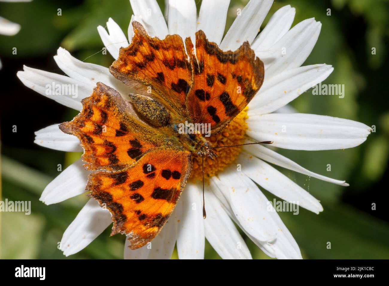 Papillon virgule (Polygonia c-album) se nourrissant sur la fleur sous le soleil d'été. Sussex, Royaume-Uni Banque D'Images