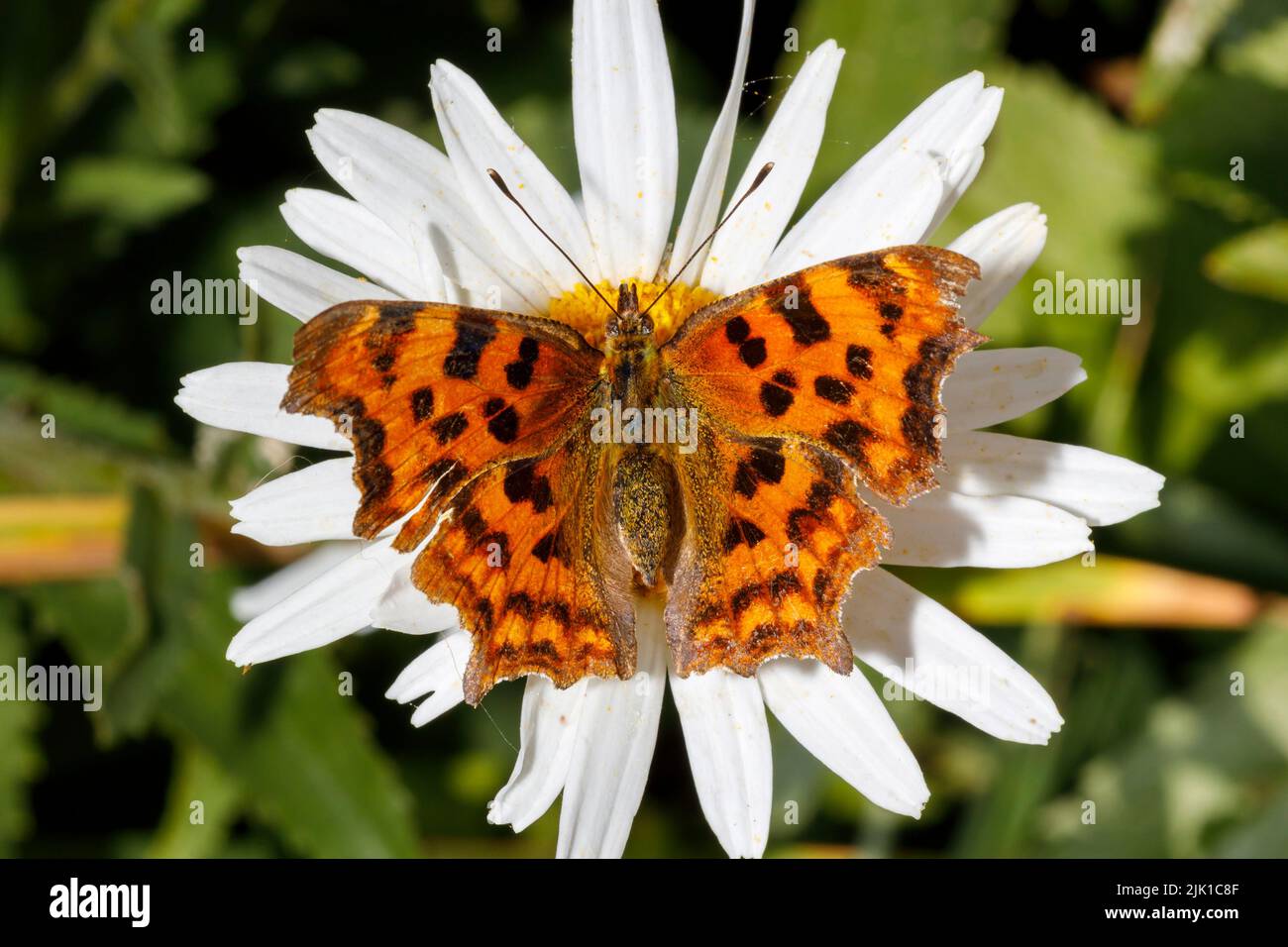 Papillon virgule (Polygonia c-album) se nourrissant sur la fleur sous le soleil d'été. Sussex, Royaume-Uni Banque D'Images