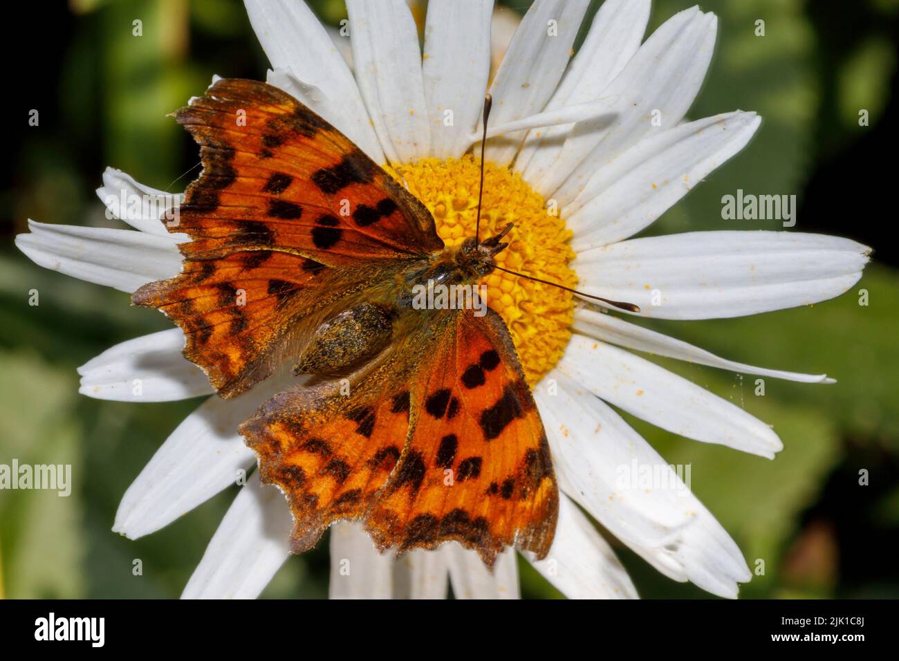 Papillon virgule (Polygonia c-album) se nourrissant sur la fleur sous le soleil d'été. Sussex, Royaume-Uni Banque D'Images