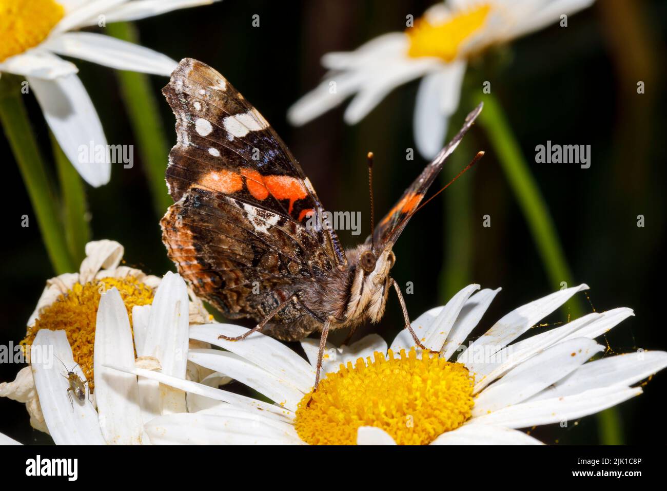 Papillon amiral rouge (Vanessa atalanta) se nourrissant d'une fleur sous le soleil d'été. Sussex, Royaume-Uni Banque D'Images