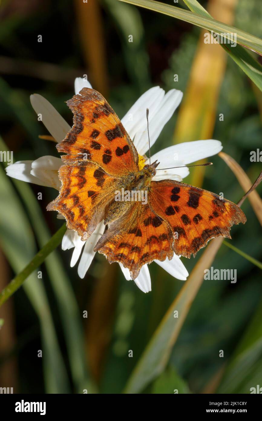 Papillon virgule (Polygonia c-album) se nourrissant sur la fleur sous le soleil d'été. Sussex, Royaume-Uni Banque D'Images