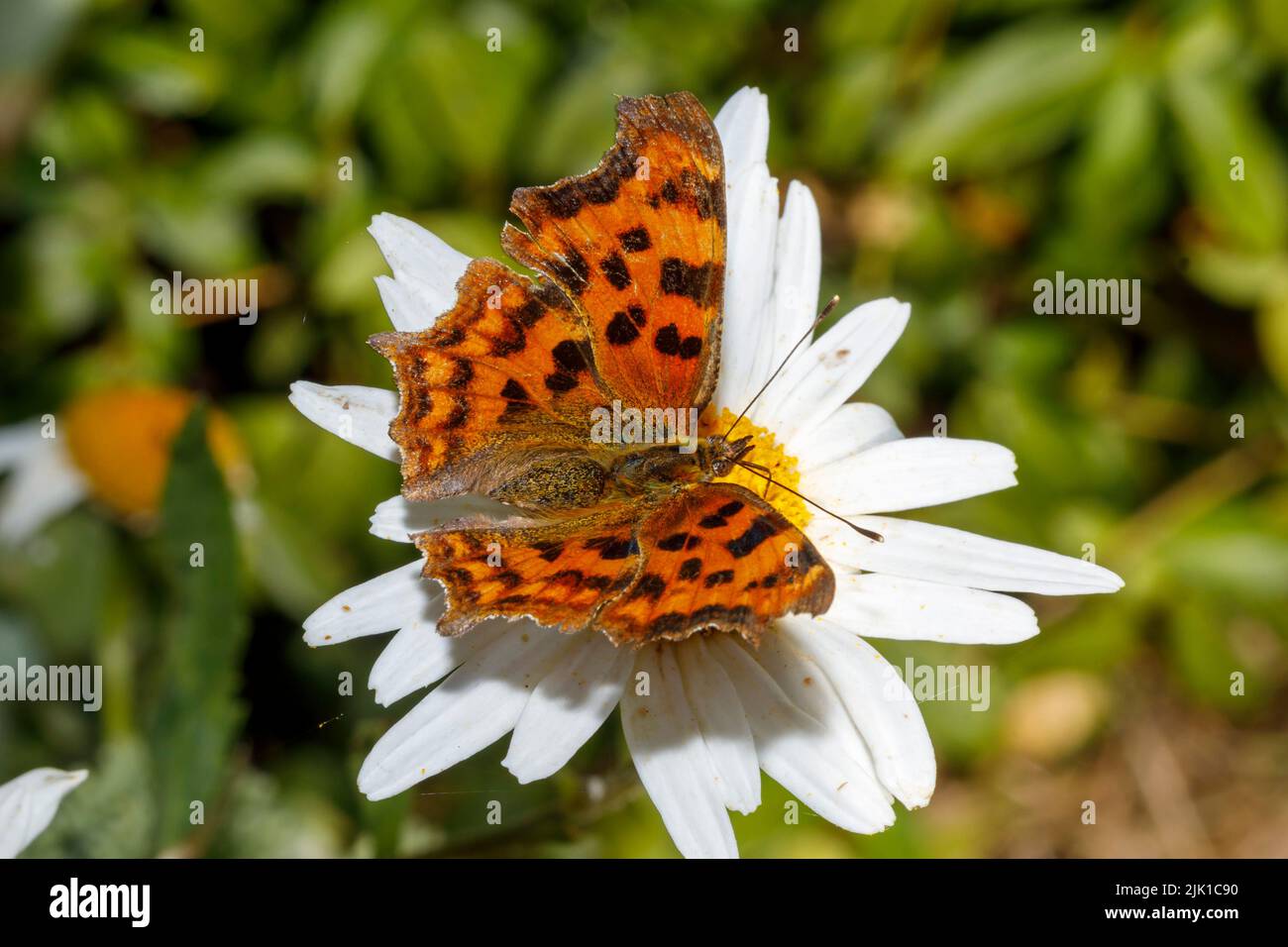 Papillon virgule (Polygonia c-album) se nourrissant sur la fleur sous le soleil d'été. Sussex, Royaume-Uni Banque D'Images