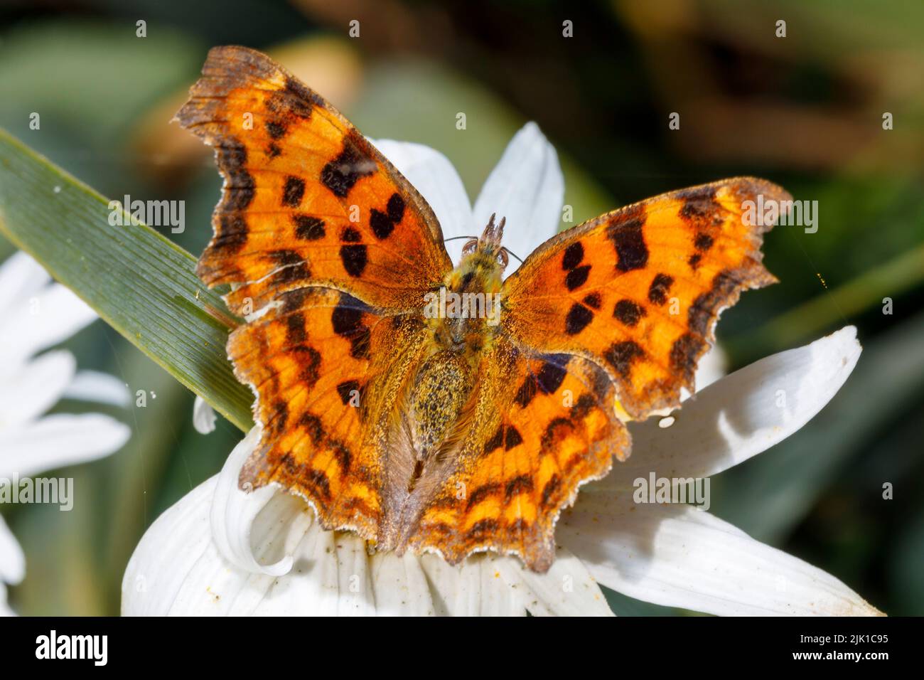 Papillon virgule (Polygonia c-album) se nourrissant sur la fleur sous le soleil d'été. Sussex, Royaume-Uni Banque D'Images