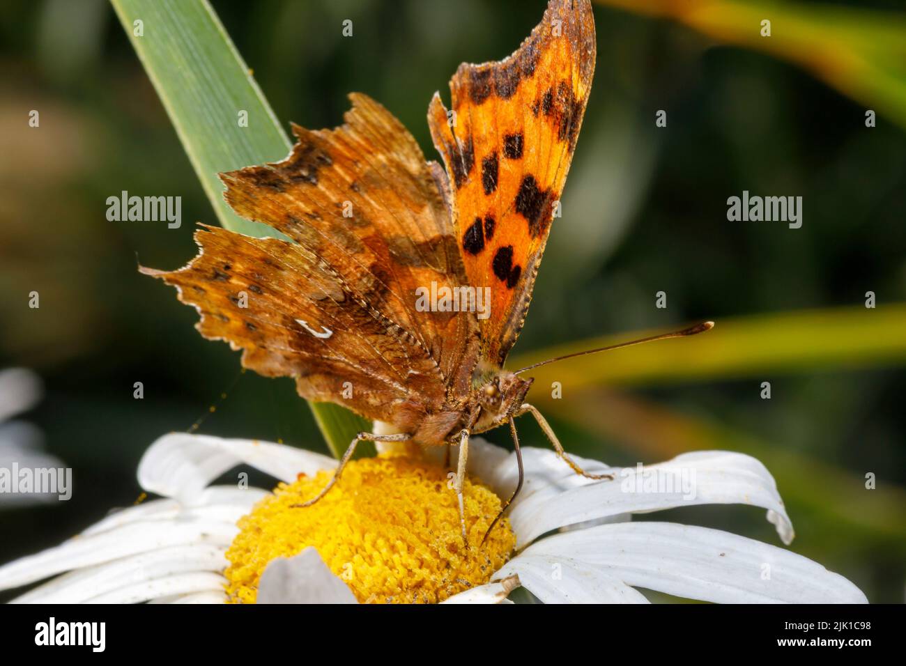 Papillon virgule (Polygonia c-album) se nourrissant sur la fleur sous le soleil d'été. Sussex, Royaume-Uni Banque D'Images