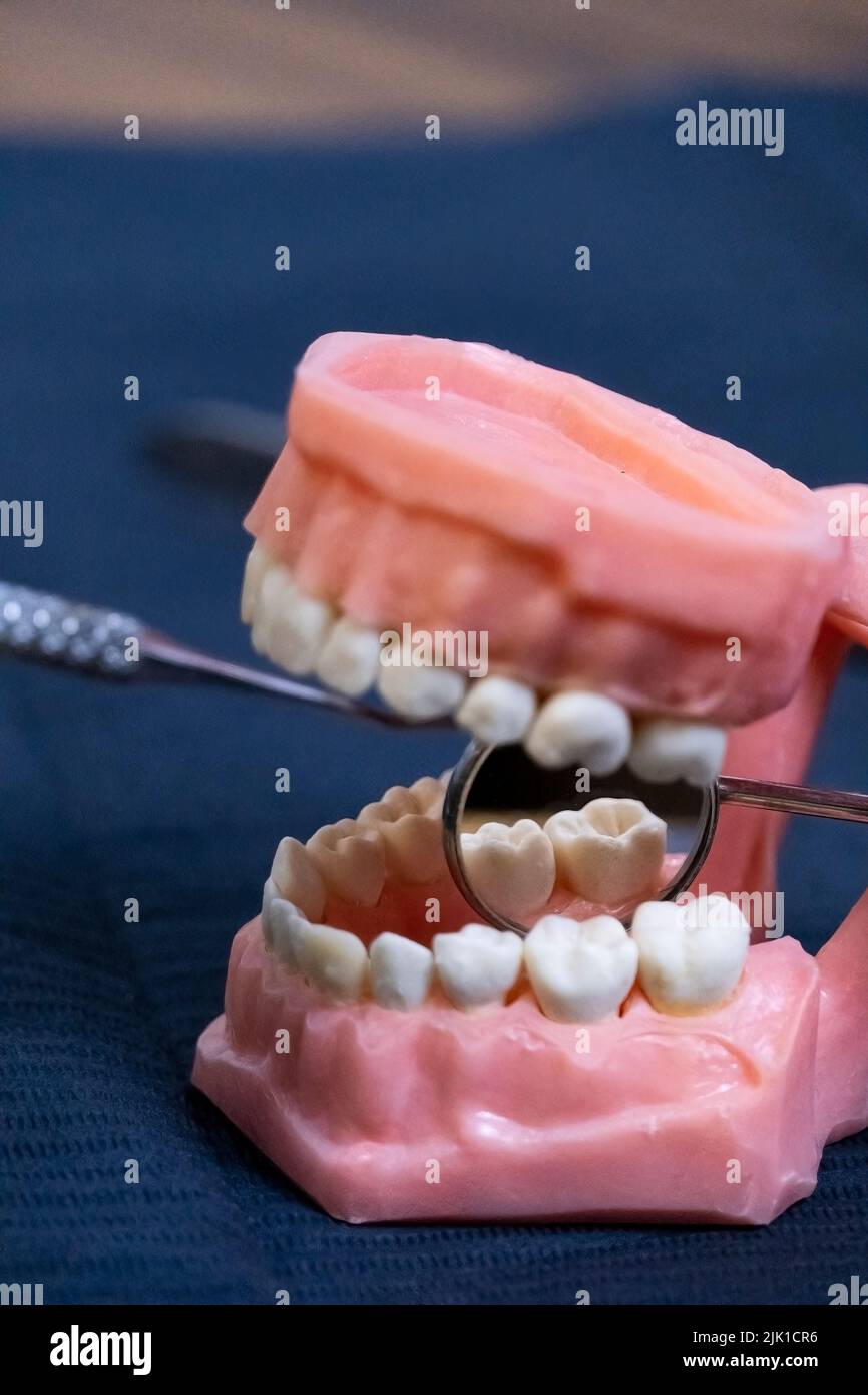 Le dentiste tient des prothèses dentaires entre ses mains. Banque D'Images