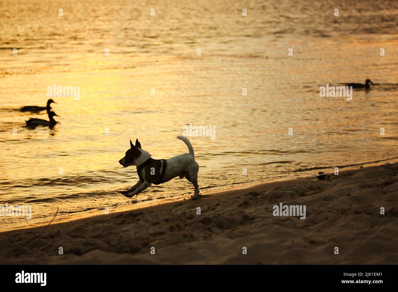 Le petit chien mâle Jack Russell Terrier Breed a des gelées amusantes sur une rive de rivière, de mer, d'océan au coucher du soleil. Un chien est en train de courir, de chasser, de jouer avec le canard sauvage Banque D'Images