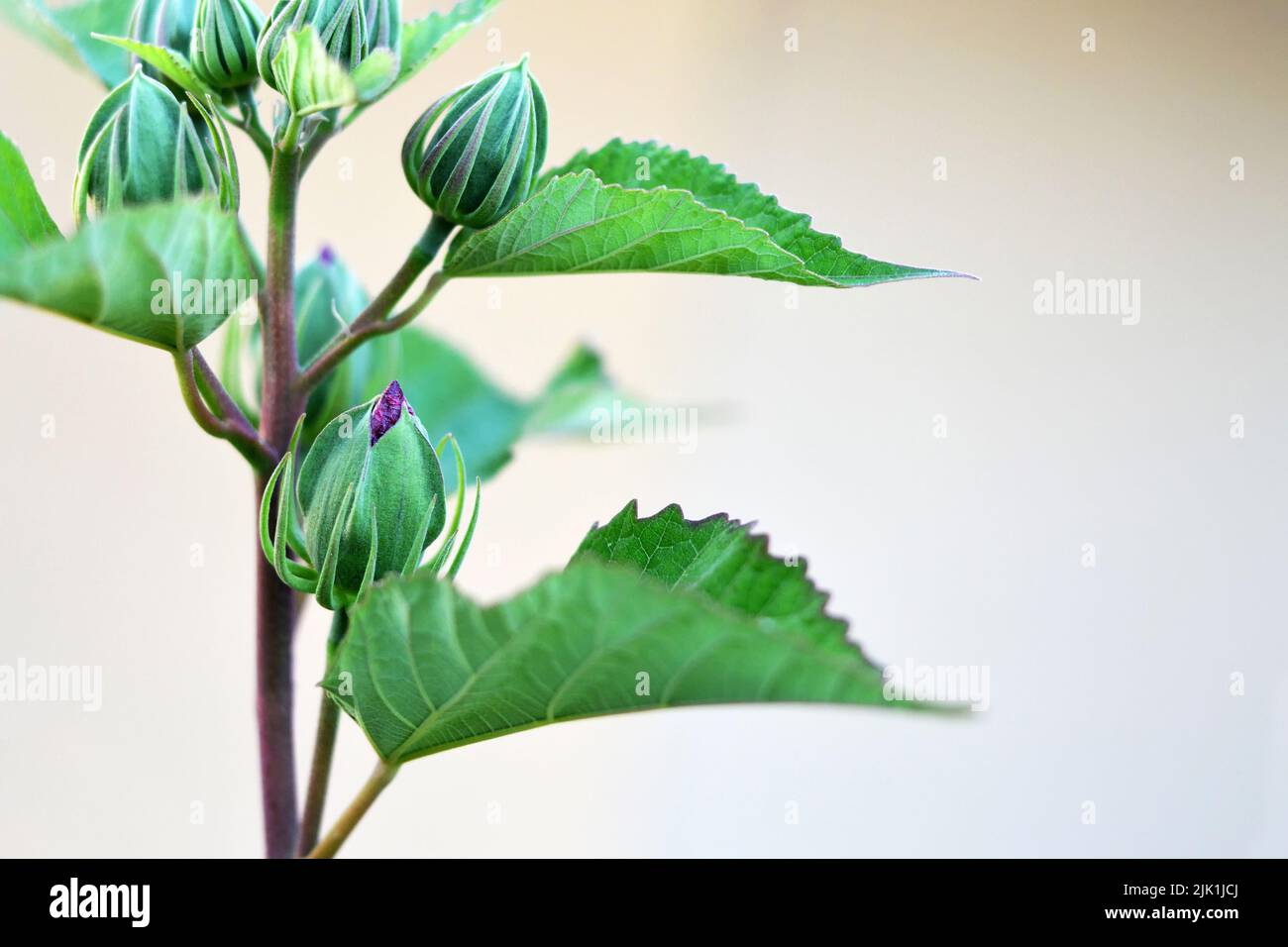 Gros plan des bourgeons d'Hibiscus moscheutos Banque D'Images