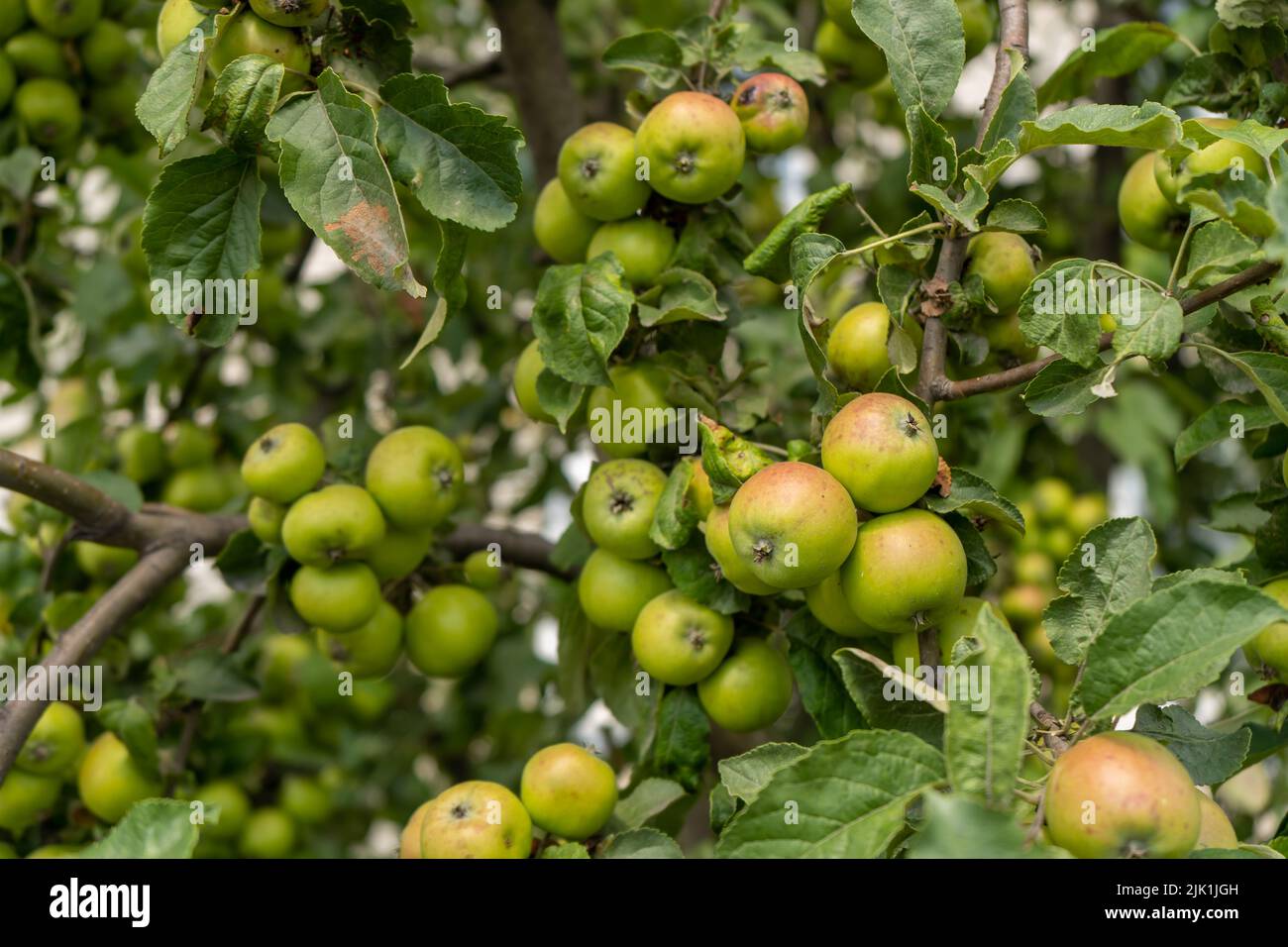 Pommiers chargés de pommes dans un verger. Récolte saisonnière d'automne. Pommes mûres rouges sur une branche dans le verger. Agriculture biologique, jardinage, végétarien Banque D'Images