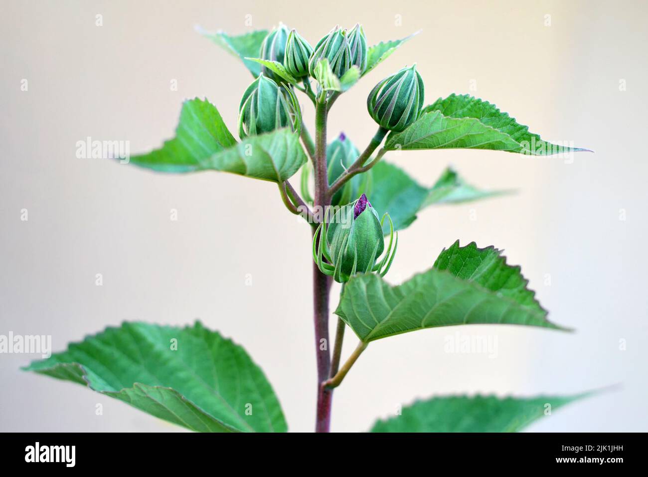 Gros plan des bourgeons d'Hibiscus moscheutos Banque D'Images