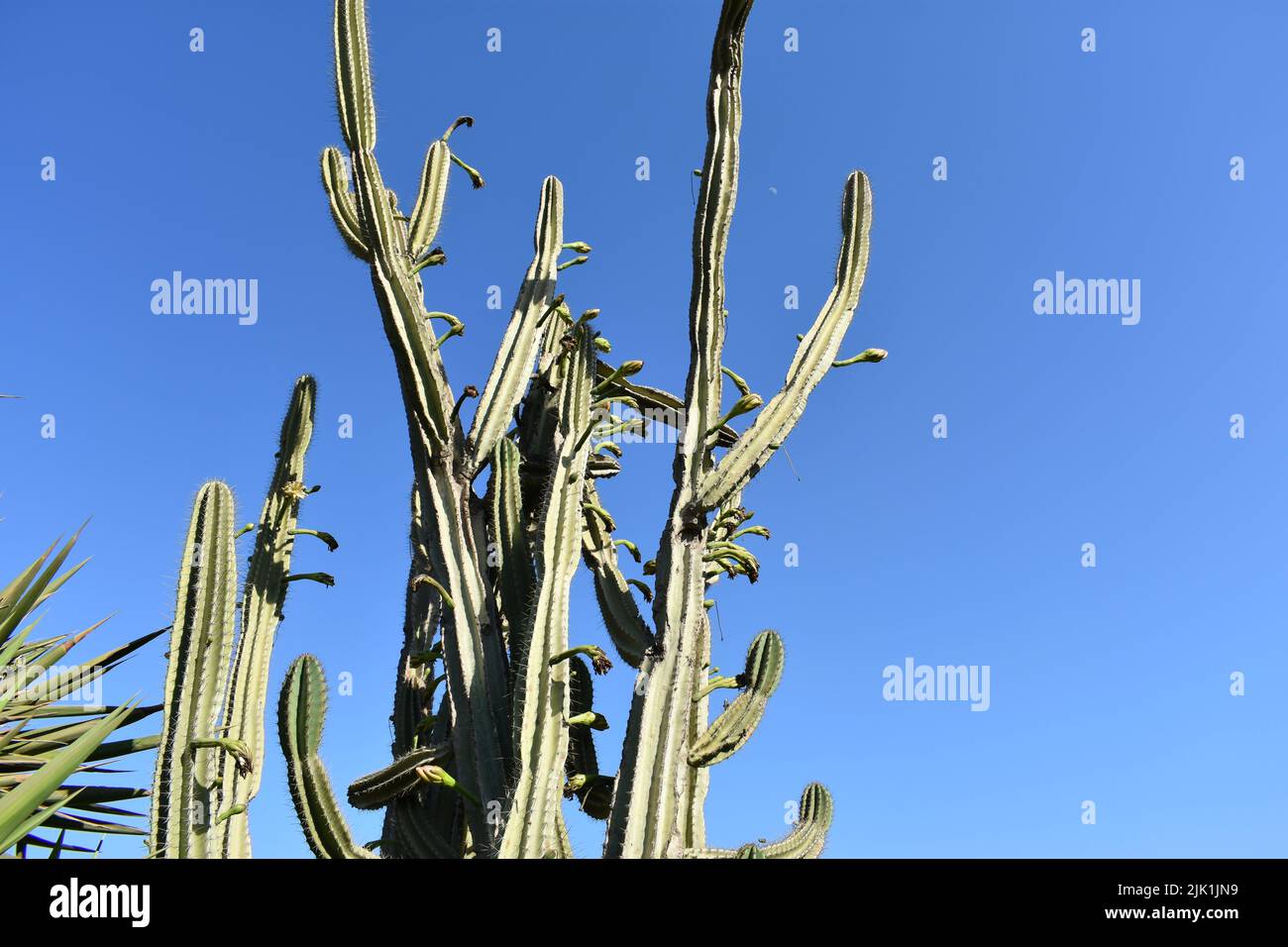 Grand cactus épineux appelé Cereus jamacaru avec des branches épaisses et succulentes provenant d'un petit camion ligneux. Connu sous le nom de mandacaru ou cardeiro Banque D'Images