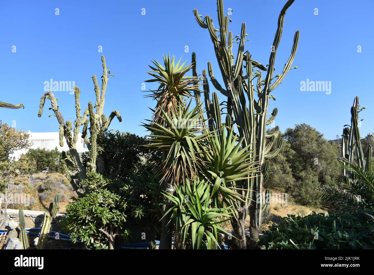 Cactus gargen dans l'île de Mykonos, Grèce. Cylindropuntia est un genre de cactus, contenant des espèces communément connues sous le nom de chollas, indigènes au nord du Mexique. Banque D'Images