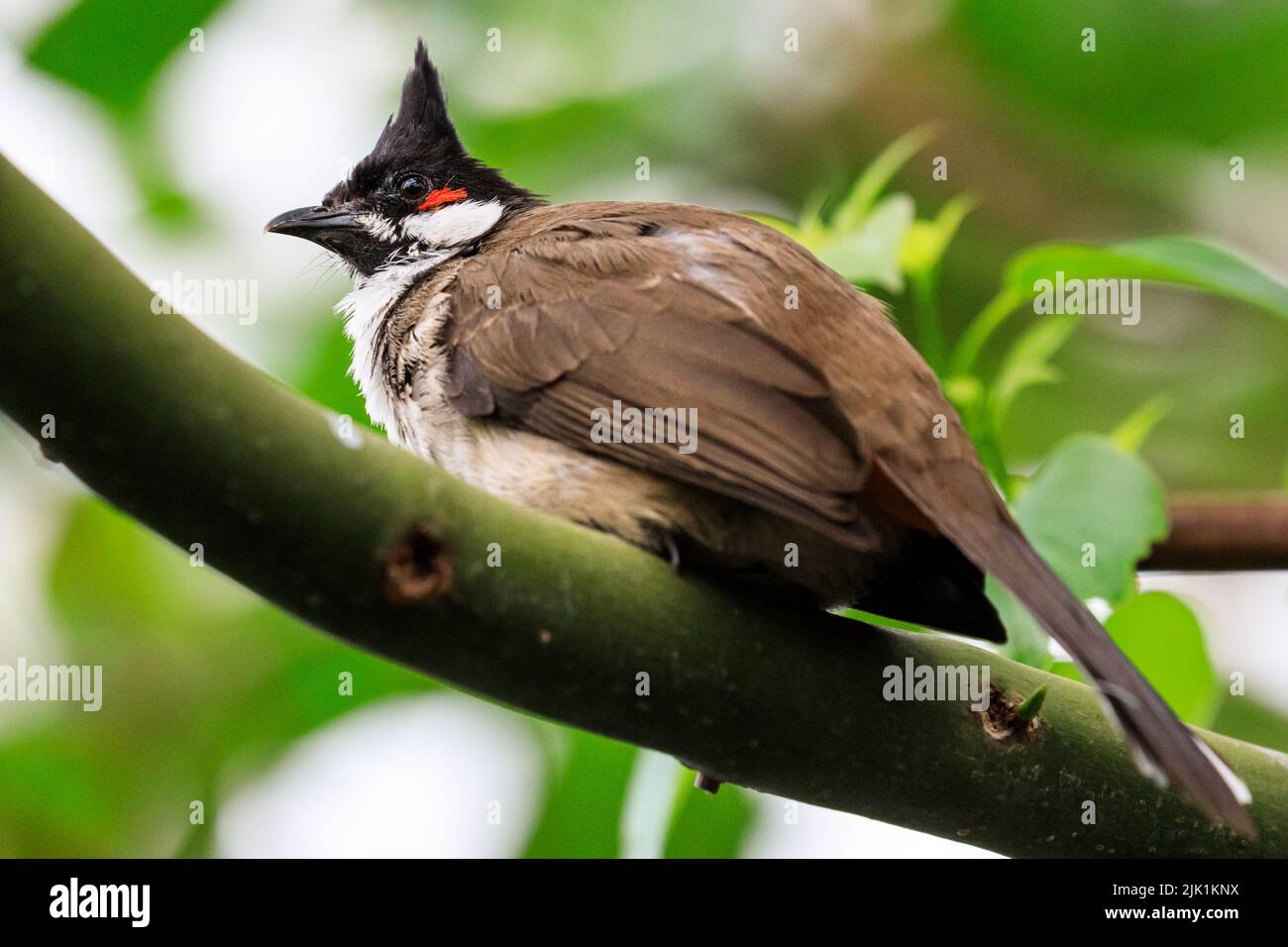 Bulbul à moustaches rouges (Pycnonotus jocosus), ou bulbul à crassets, oiseau de passereau, assis sur la branche de l'arbre Banque D'Images
