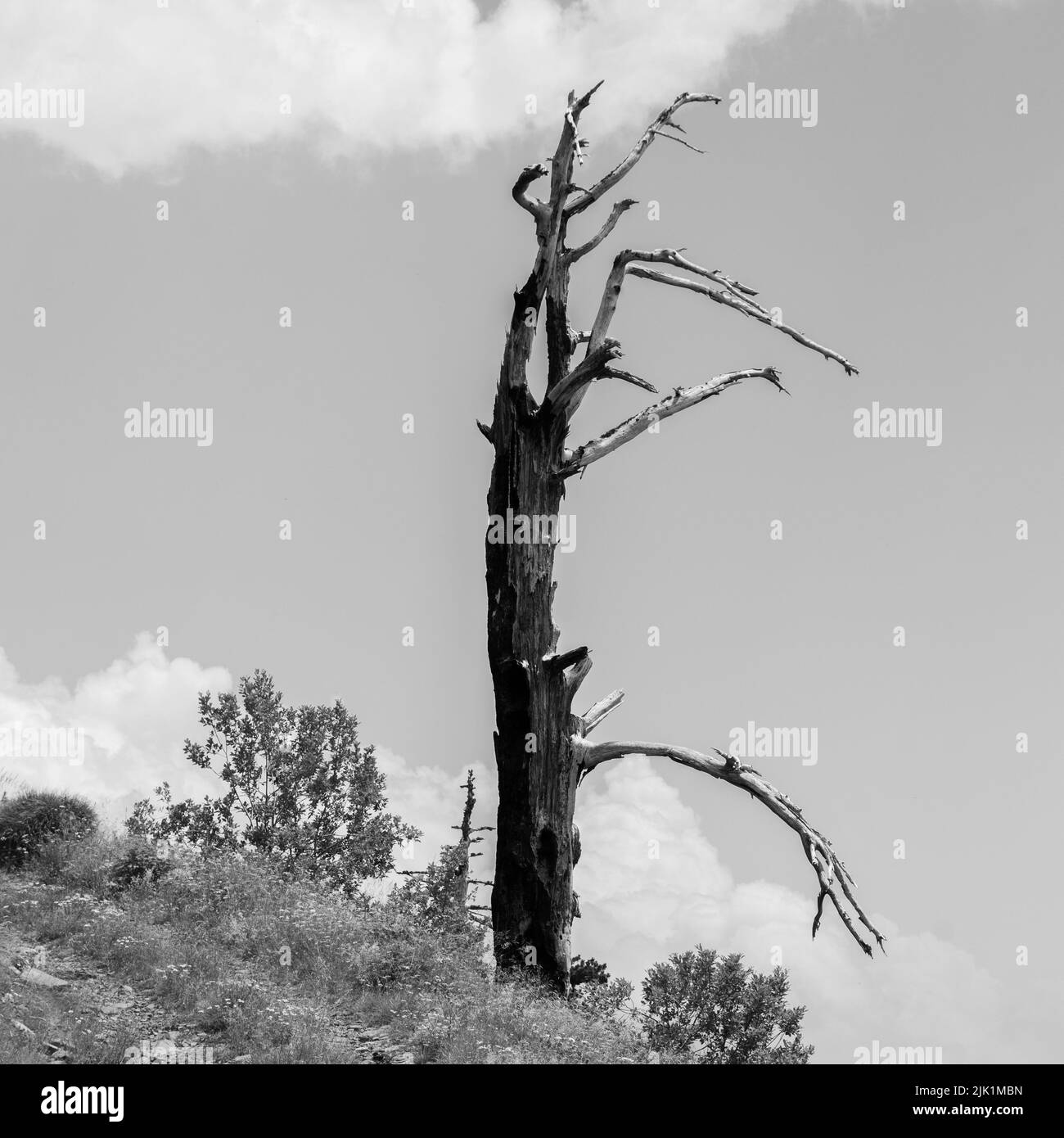 Isolé arbre brûlé dans la montagne dans bianco e nero Banque D'Images