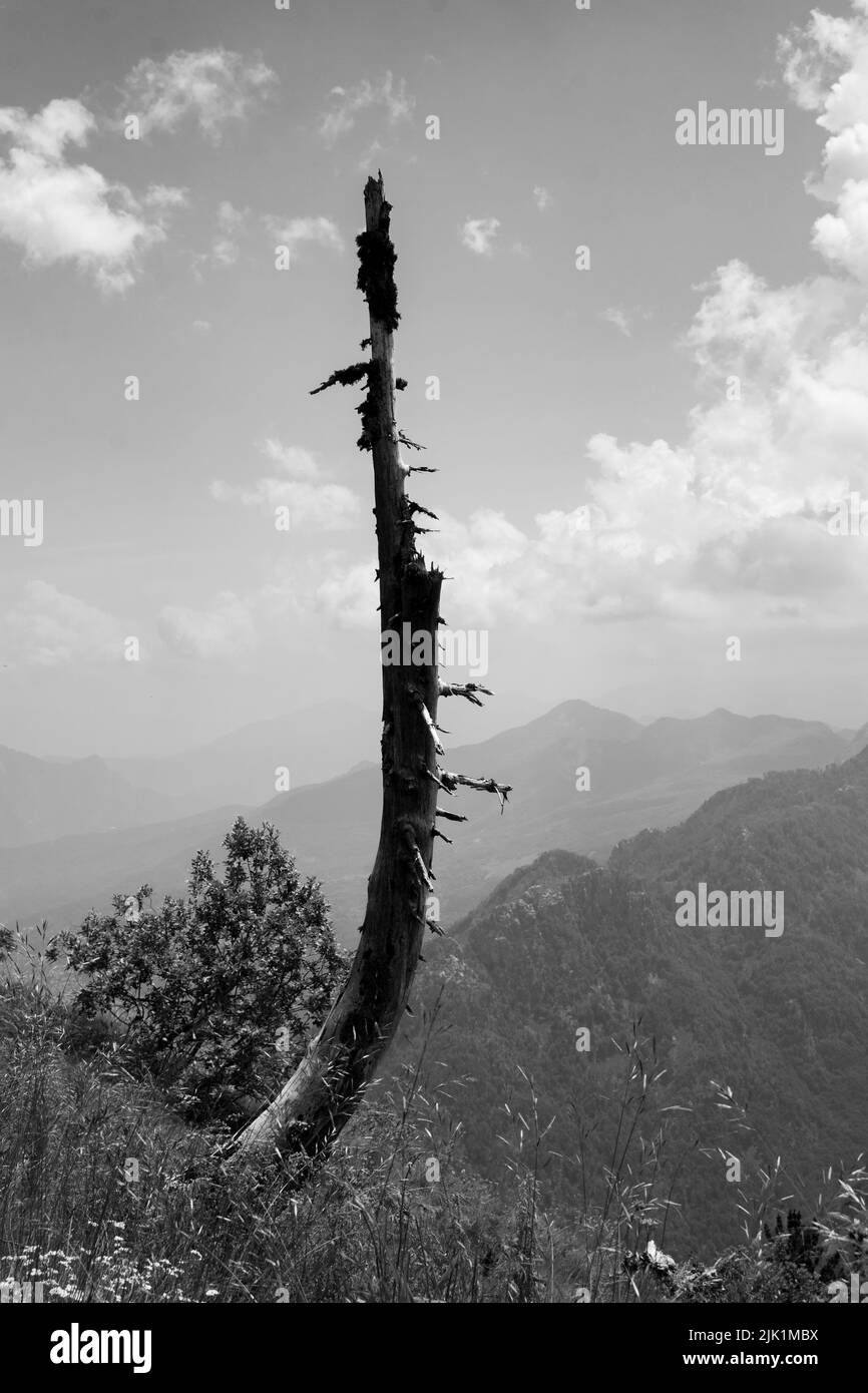Isolé arbre brûlé dans la montagne dans bianco e nero Banque D'Images