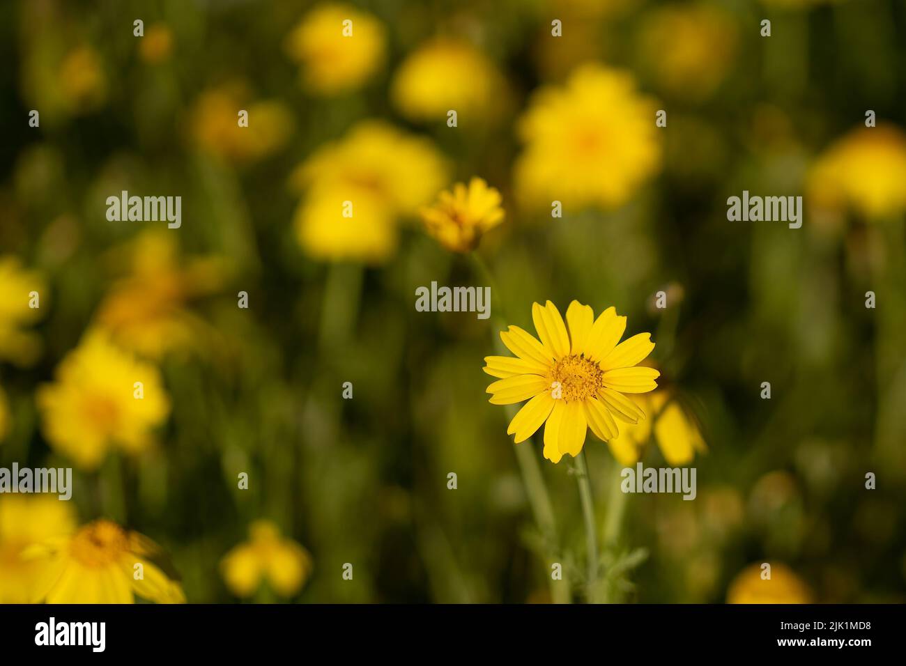Image sélective d'un champ de pâquerettes de couronne jaune sauvage par temps ensoleillé. Banque D'Images