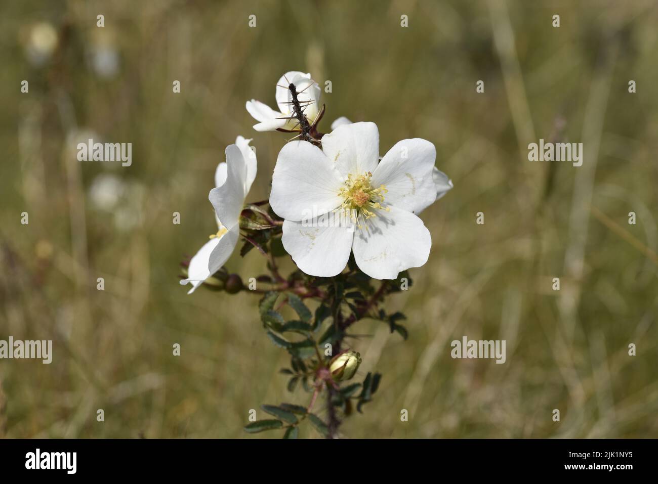 Burnet Rose (Rosa pampinellifolia) arbuste à fleurs avec trois têtes de fleurs ensoleillées face à un fond d'herbe séchée au Royaume-Uni en juin Banque D'Images