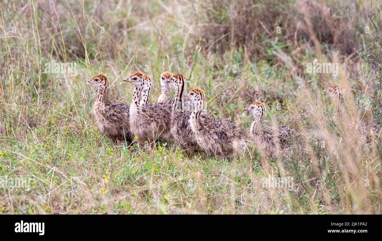 Une couvée de poussins d'autruche, Struthio camelus, caché dans la longue herbe du parc national de Nairobi, au Kenya. Banque D'Images