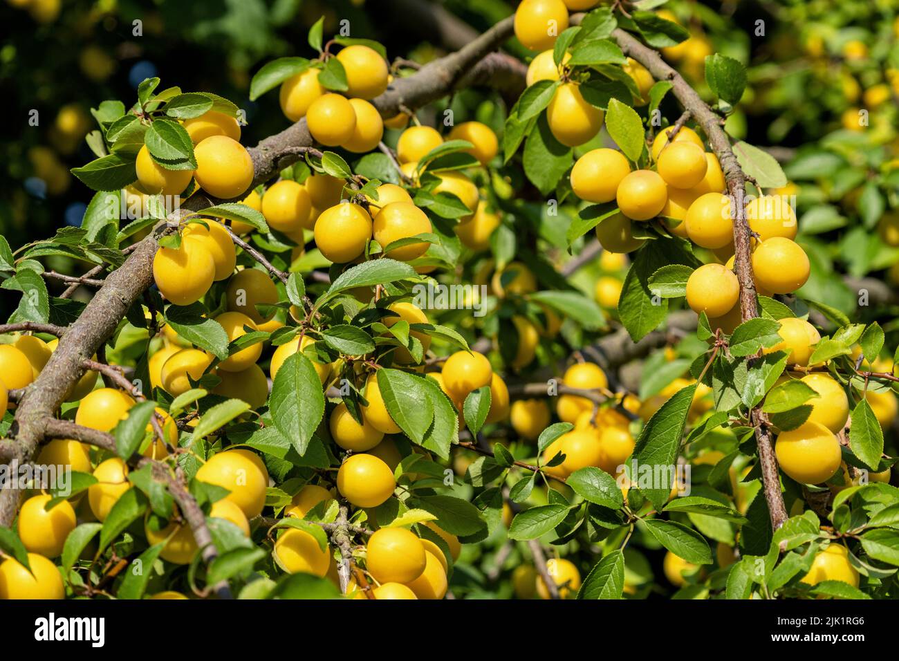 prunes mirabelle mûres sur l'arbre Banque D'Images