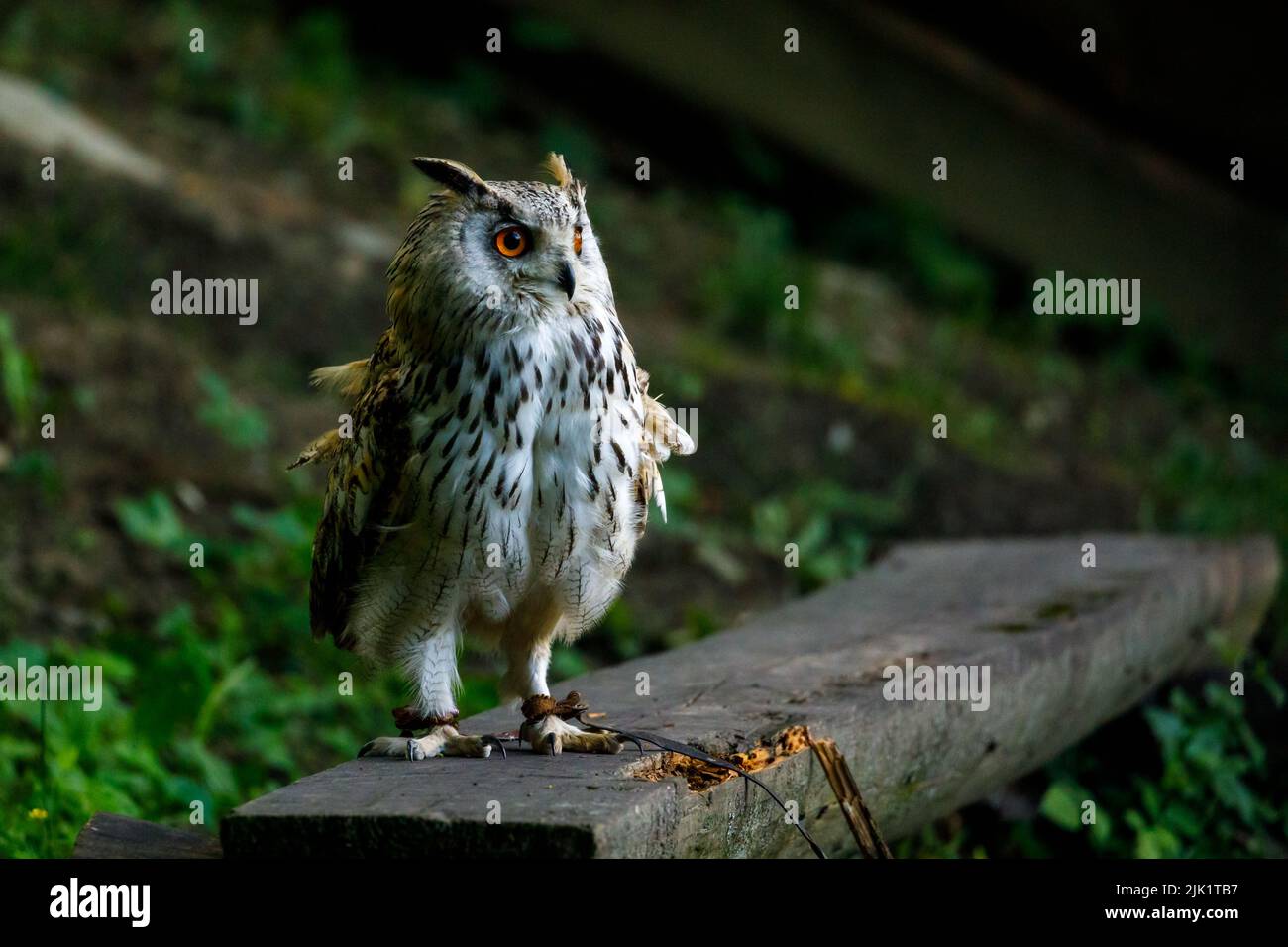 Un hibou de l'aigle européen Banque D'Images