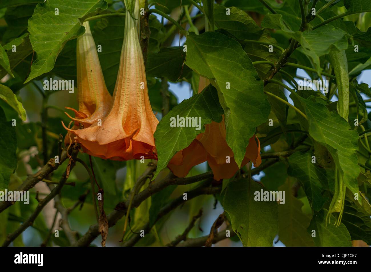 Les fleurs de la plante Datura Metel qui sont en fleur sont une combinaison d'ivoire et d'orange, poussant dans la cour pour la décoration Banque D'Images