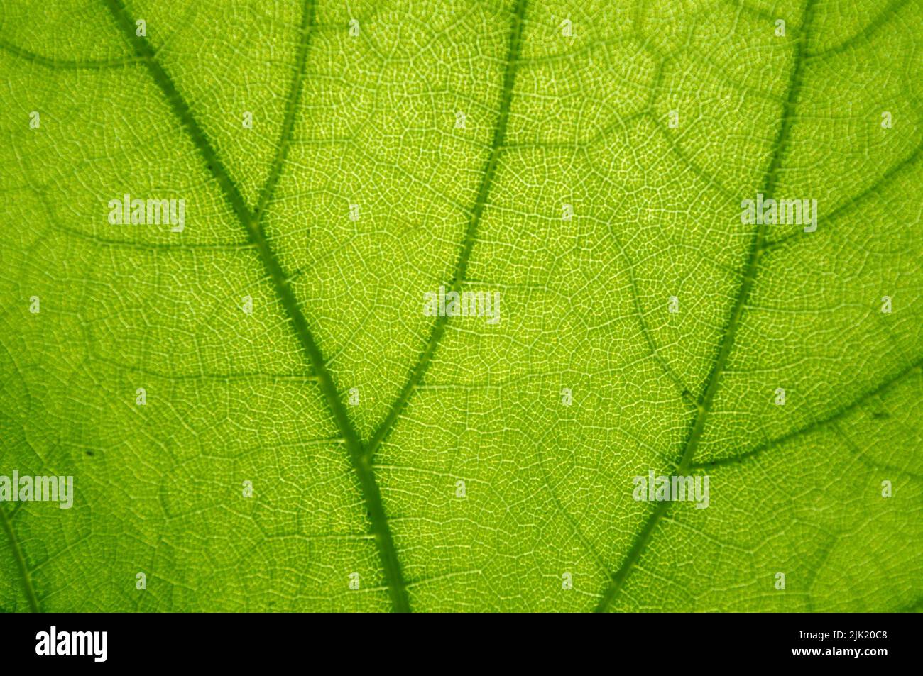 Texture Macro de feuille verte Banque D'Images