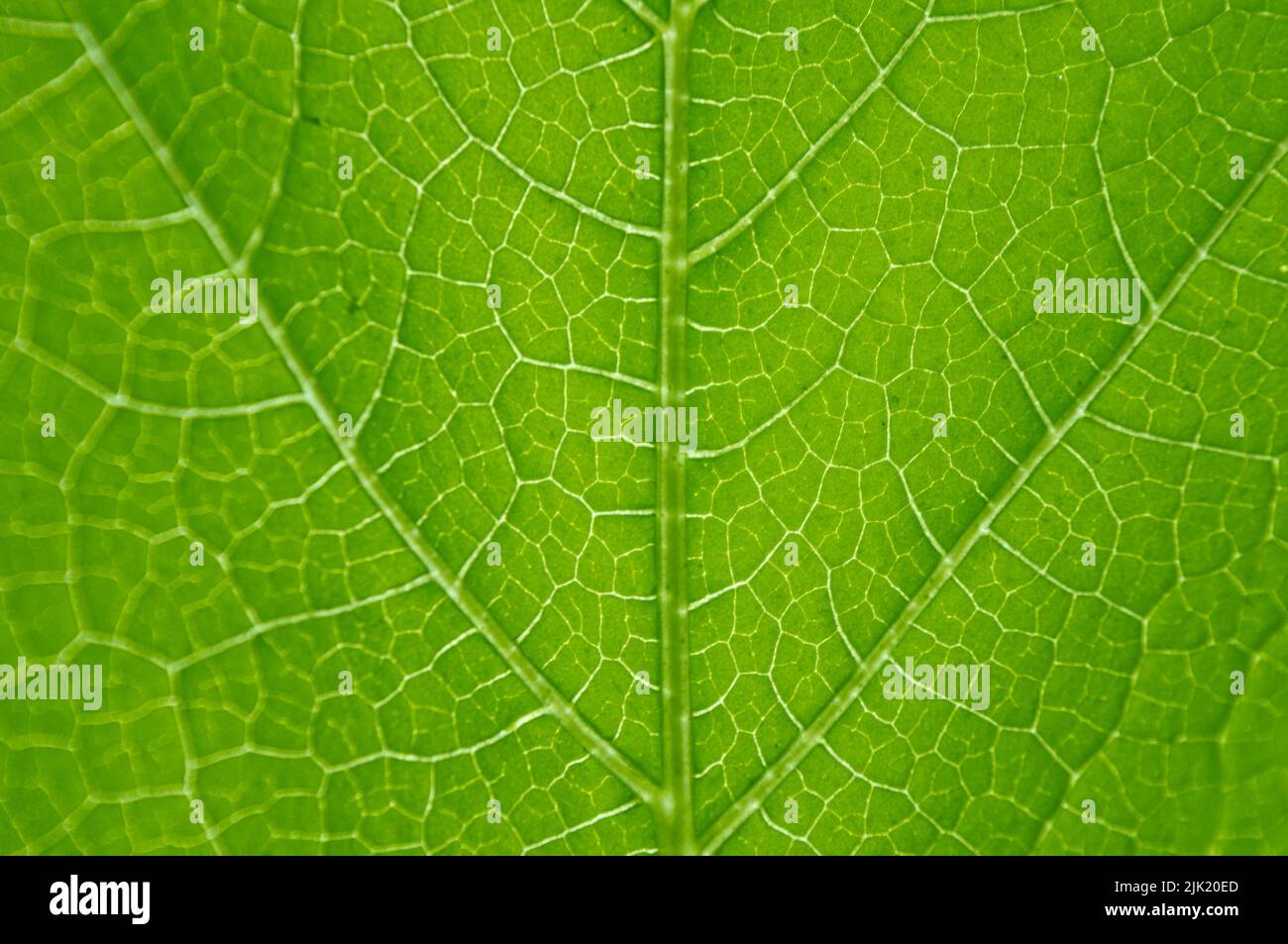 Texture Macro de feuille verte Banque D'Images